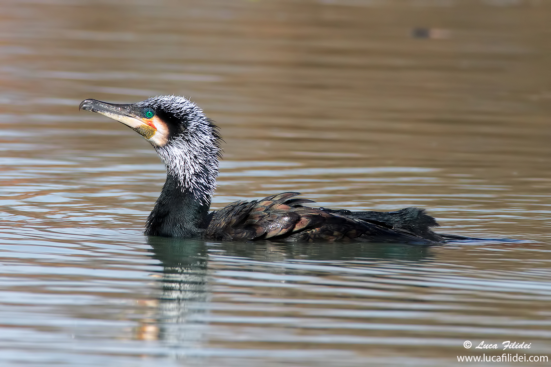 Cormorano in abito