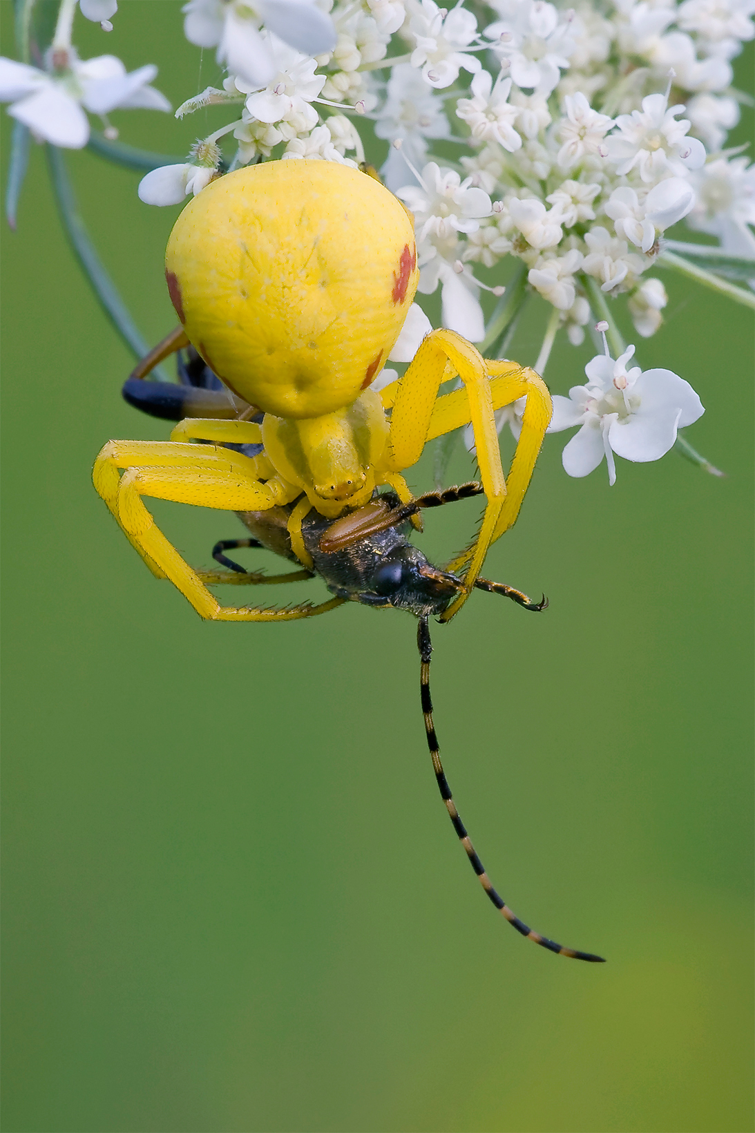 Misumena vatia