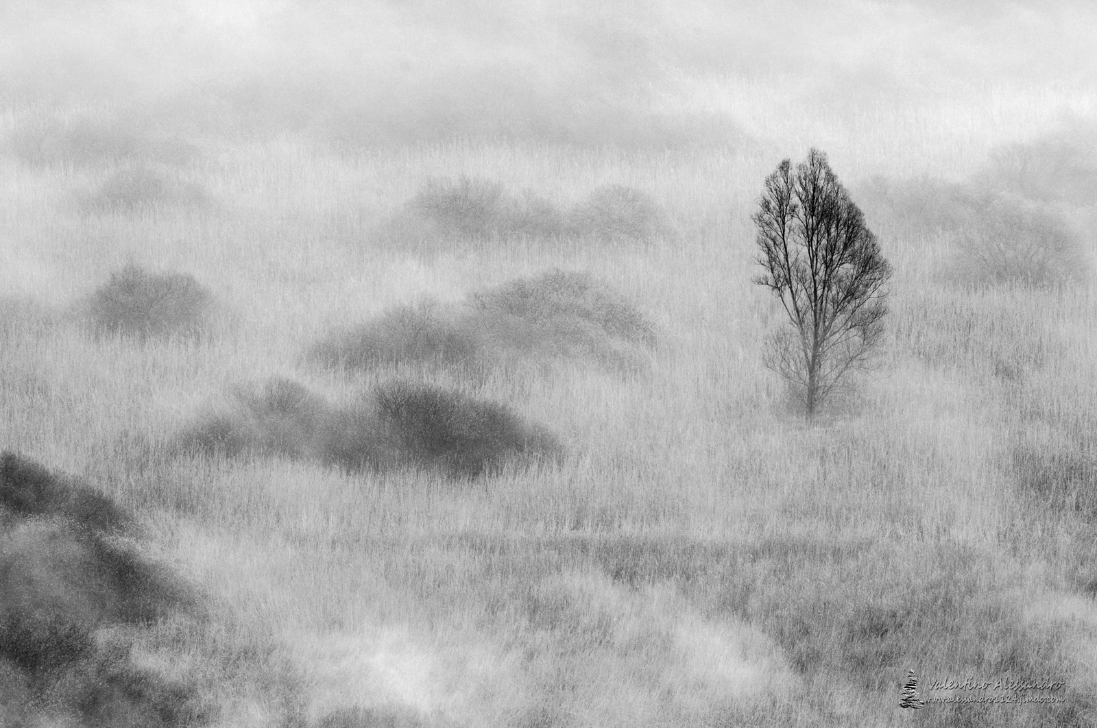 L'albero della palude