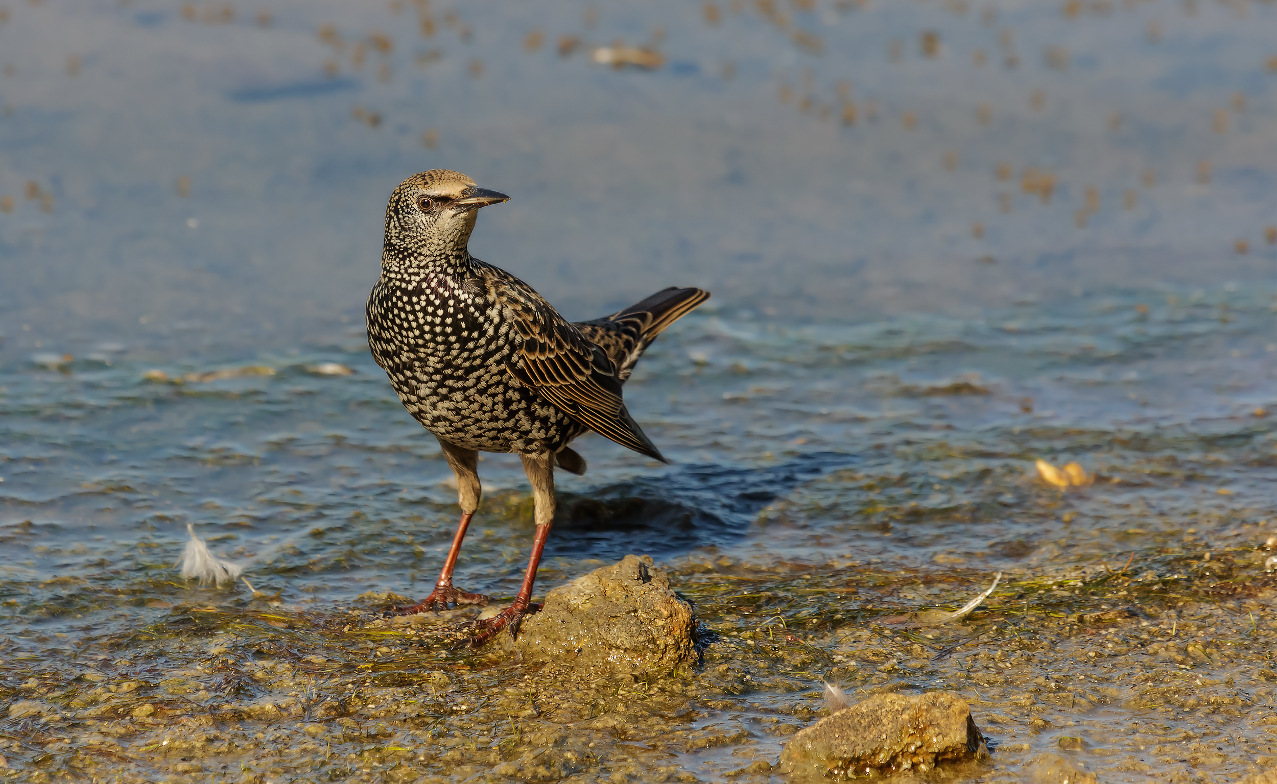 Sturnus vulgaris...