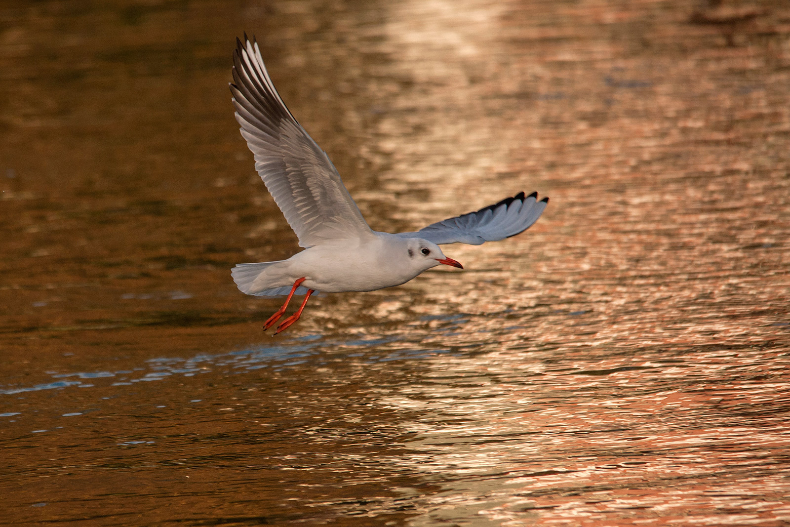 gabbiano al tramonto