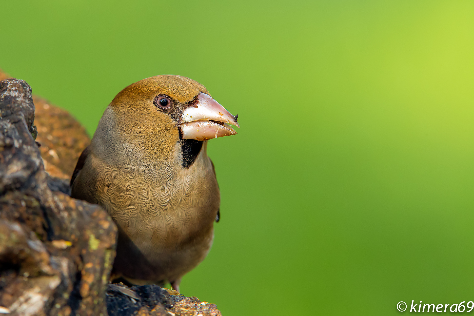 Coccothraustes coccothraustes