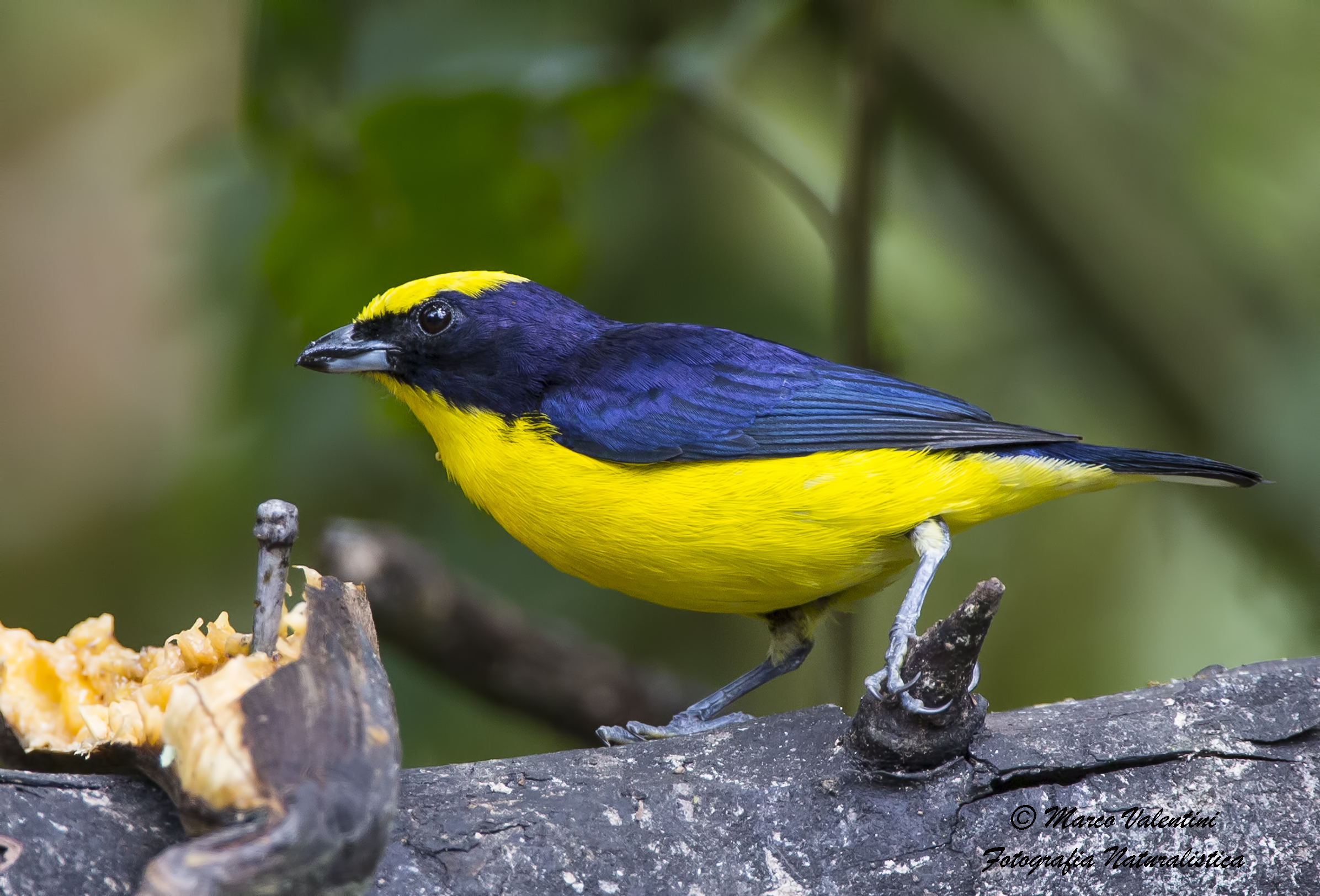 Euphonia
