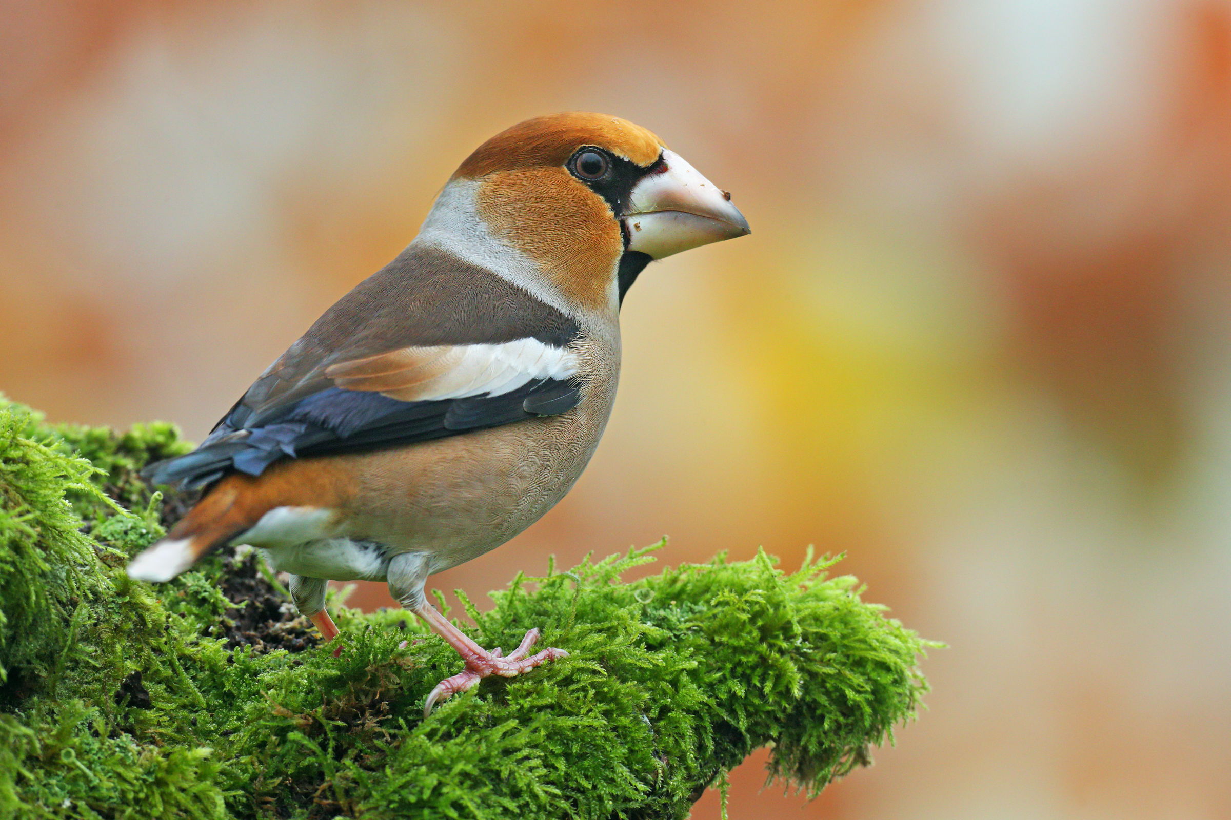 Hawfinch male