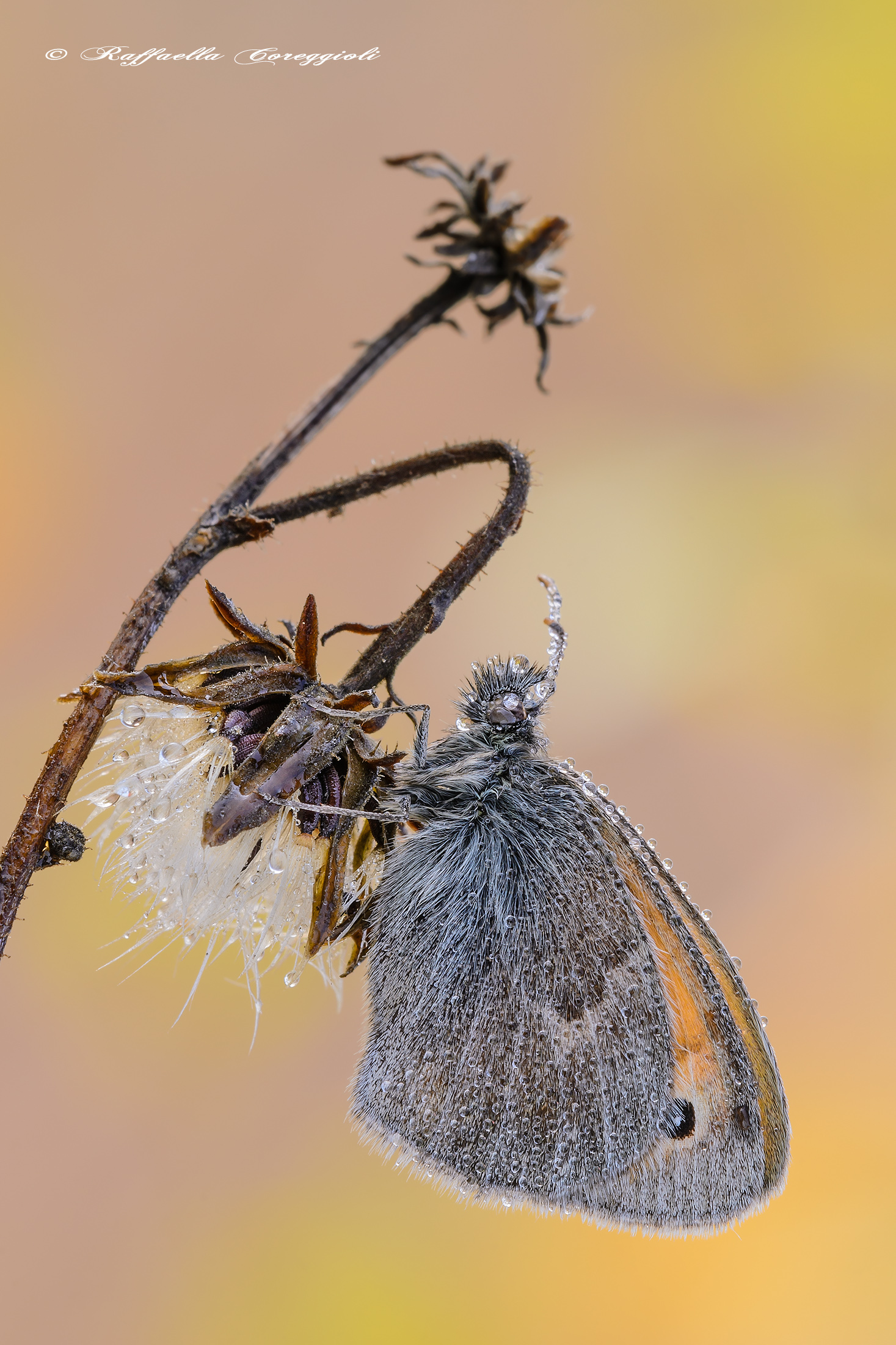 Coenonympha pamphilus