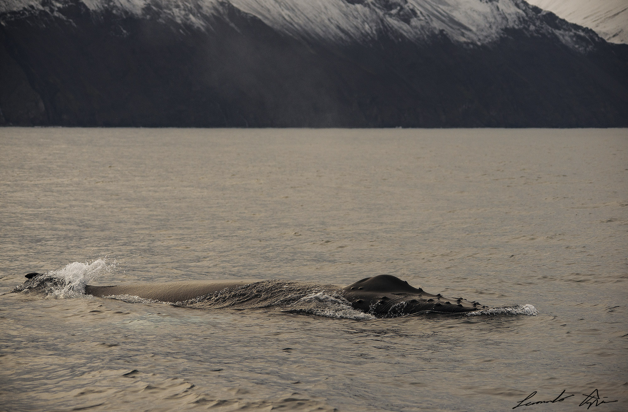 Hey, I'm Here! Hello!