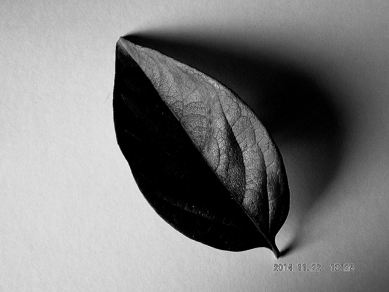 Leaf black-white two-tone