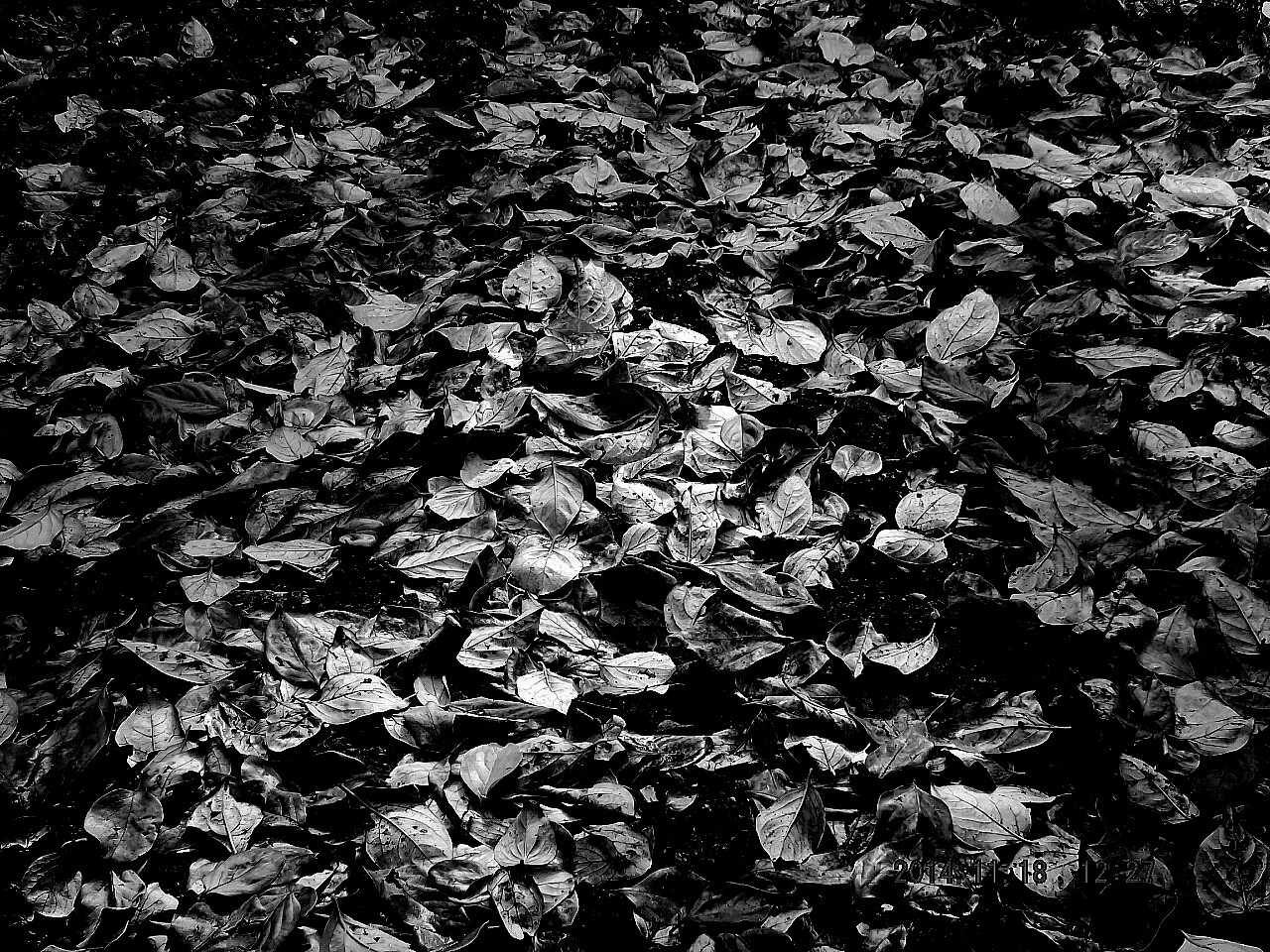 Black leaves