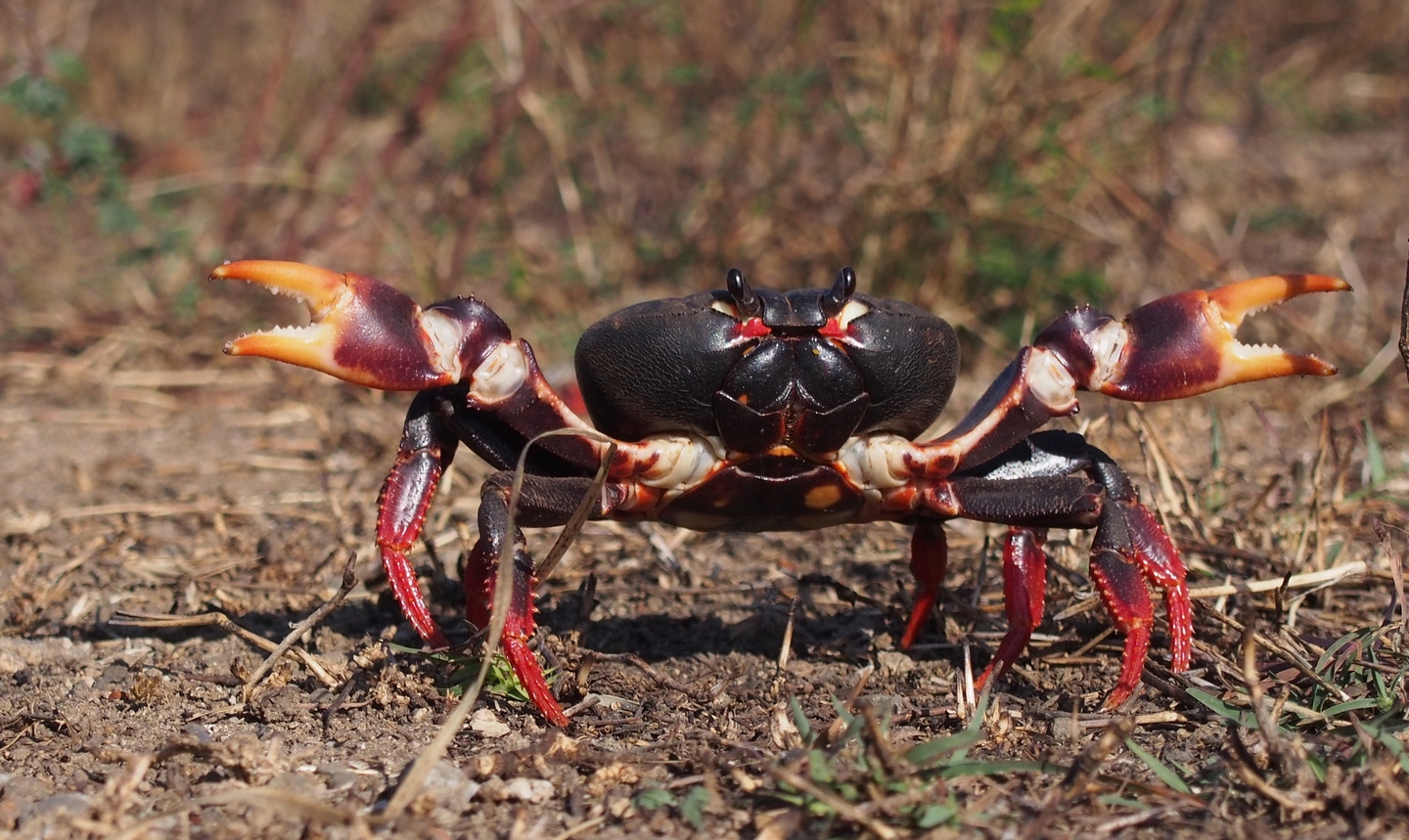 The invasioe crabs