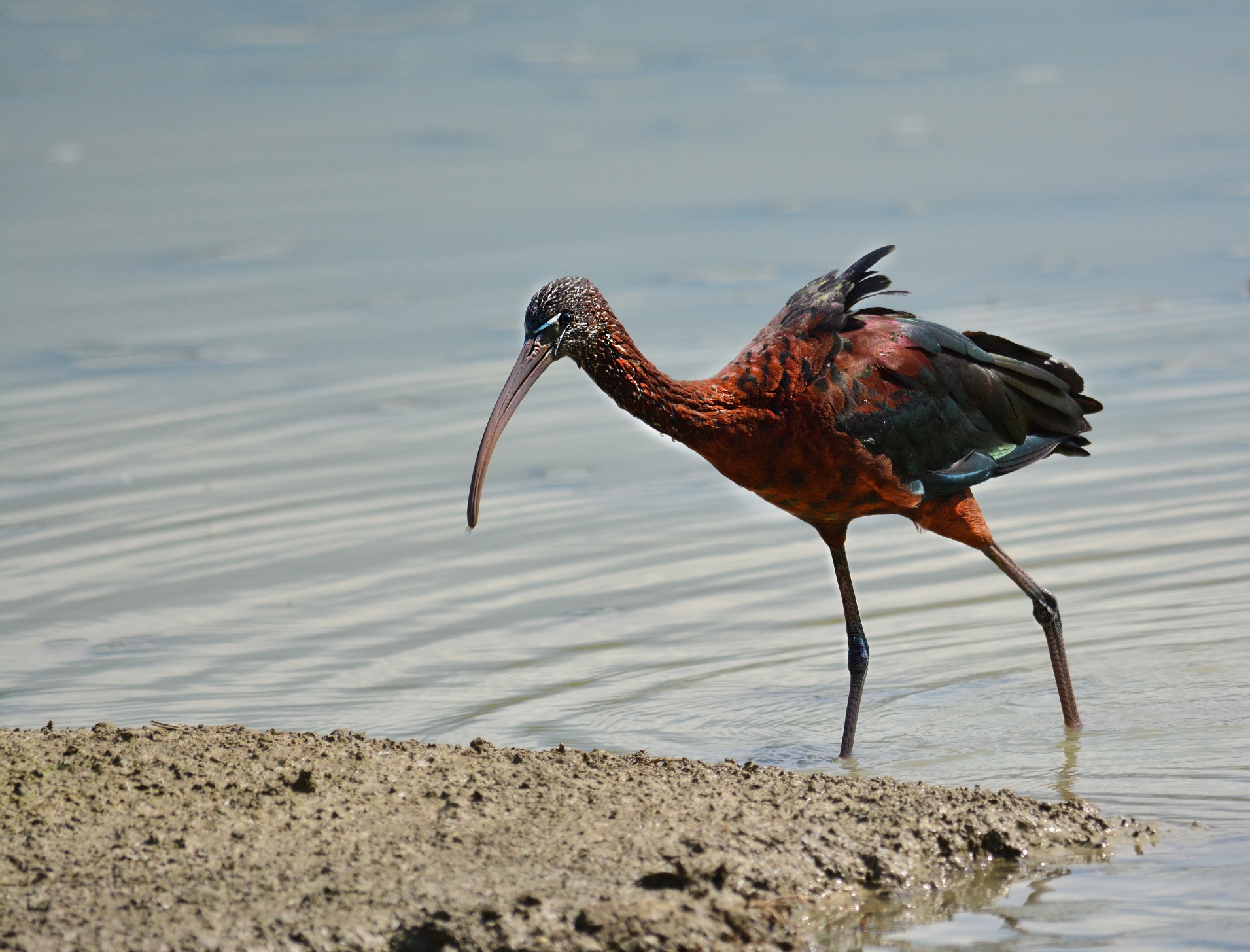 Glossy Ibis