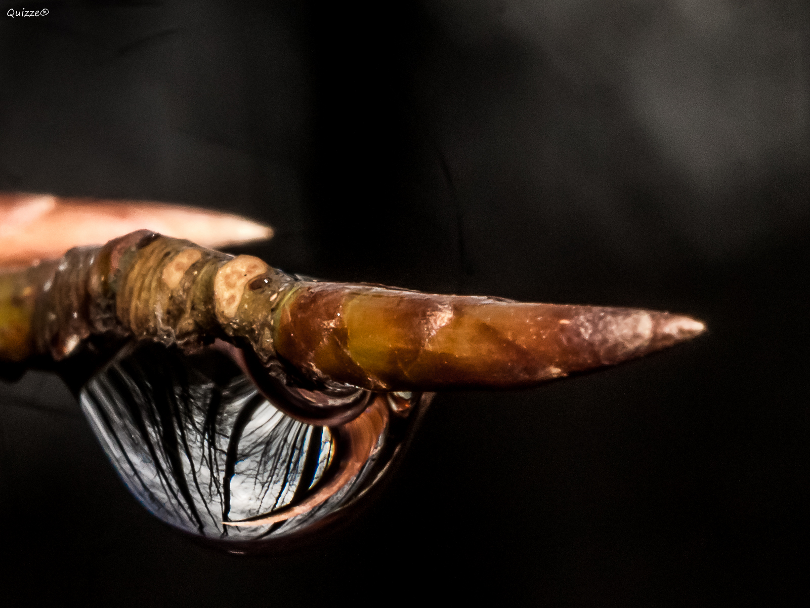 The forest in a drop