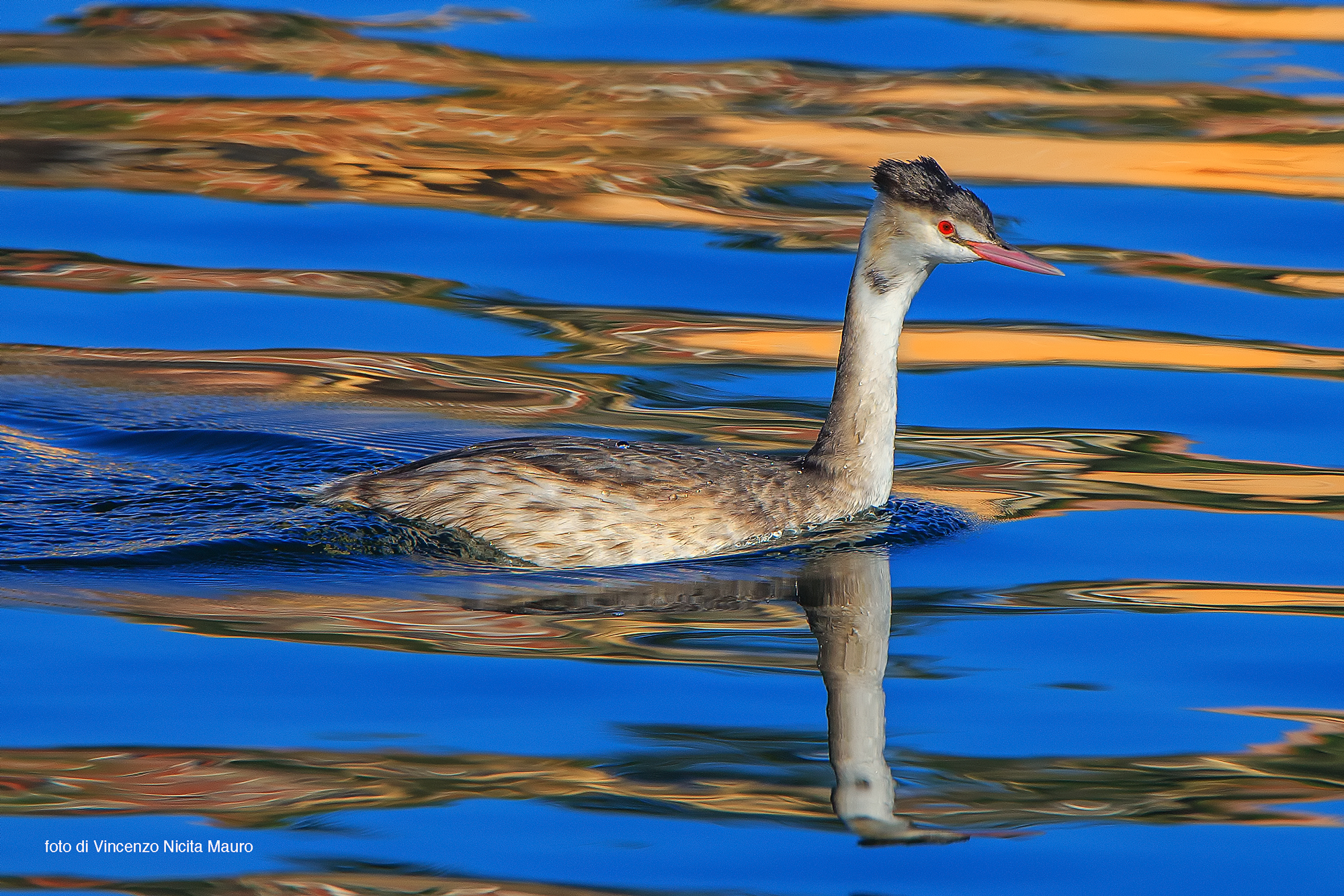 Great Crested Grebe