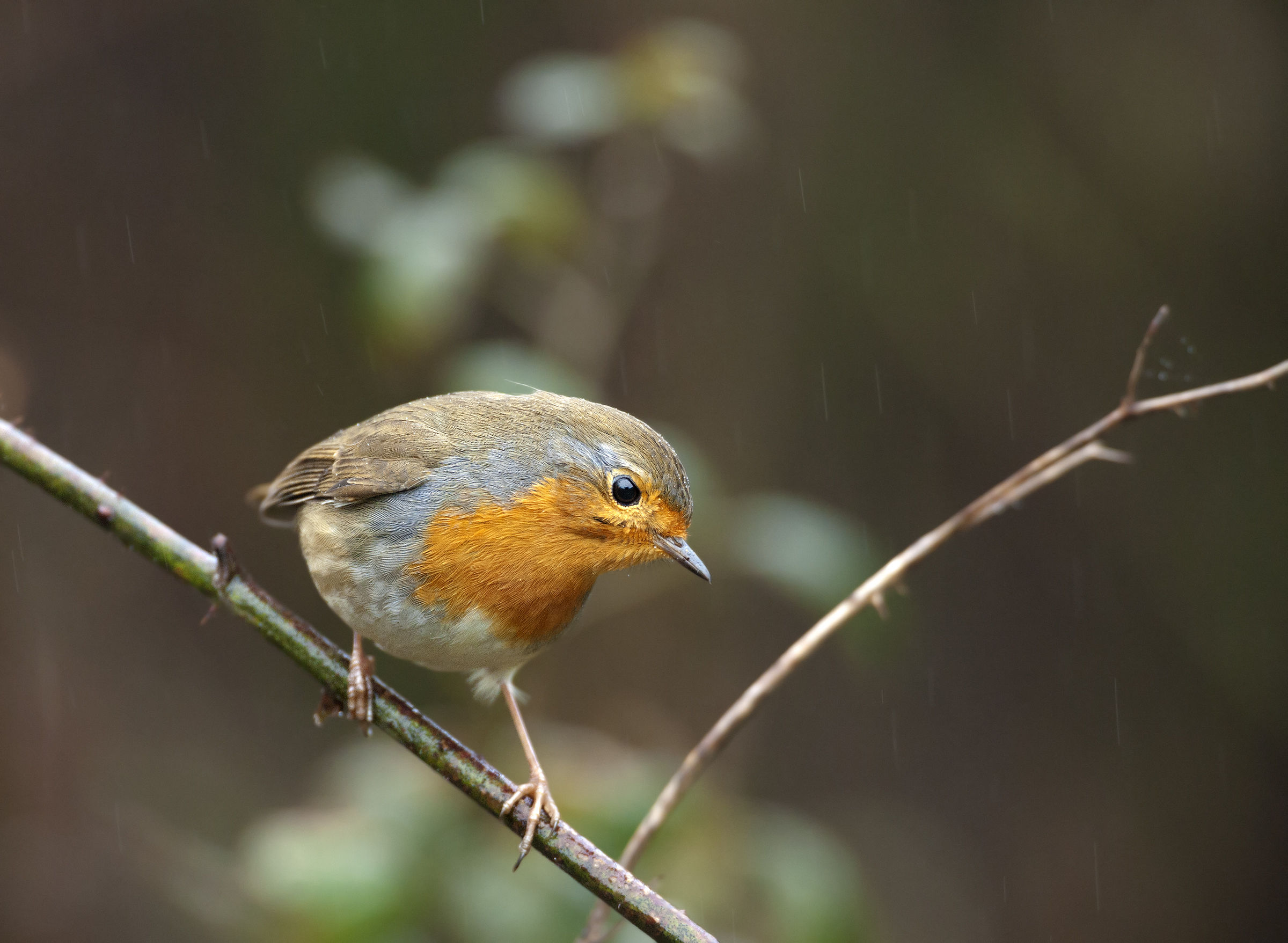 Erithacus rubecula (Robin)