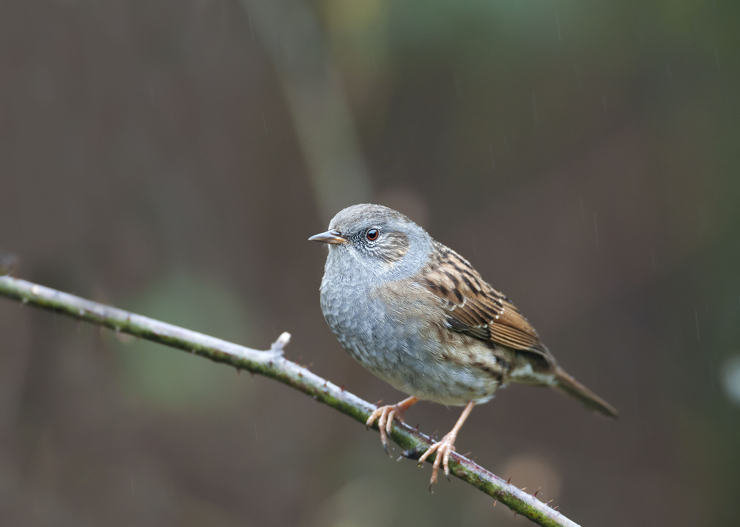 Dunnock (Dunnock)