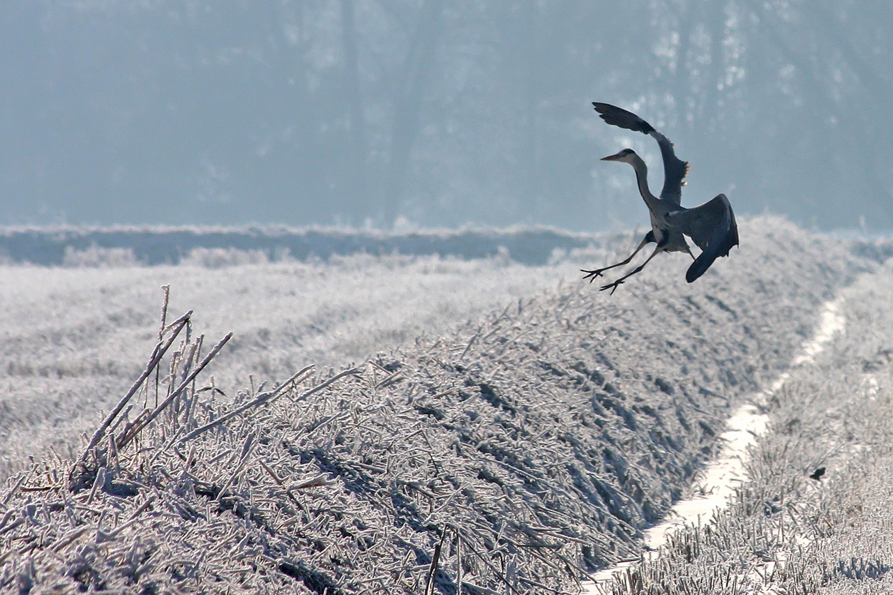 Landing in the cold