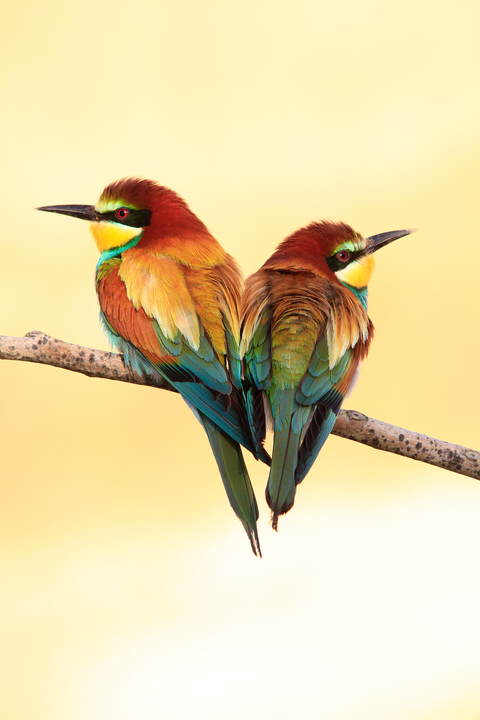 gruccione (merops apiaster)