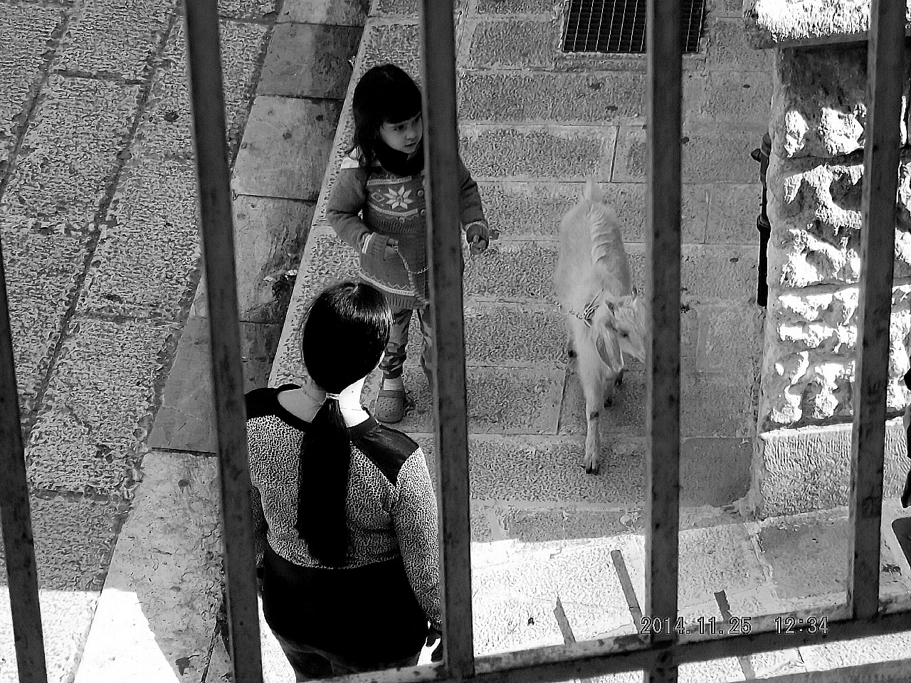 The curious photo: Little girl with goat