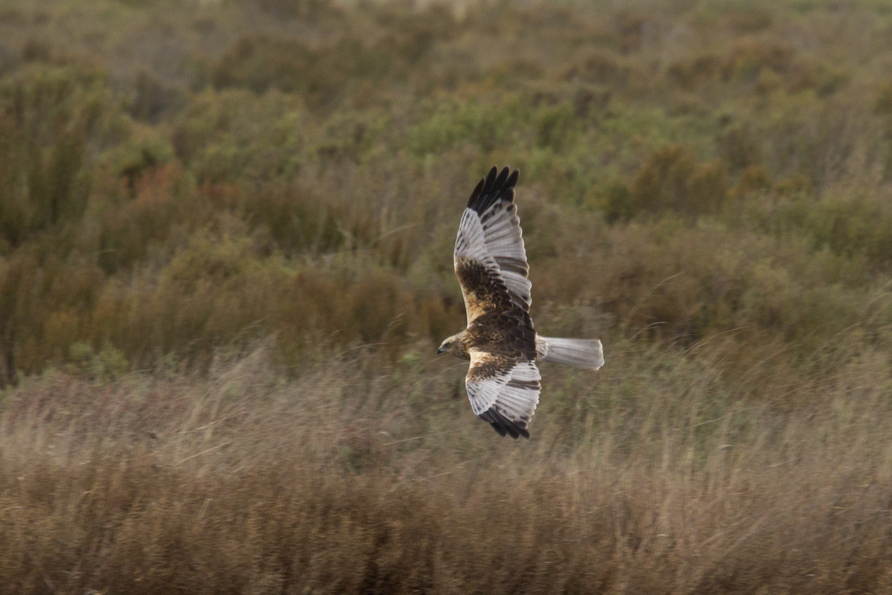 Circus aeruginosus (male)