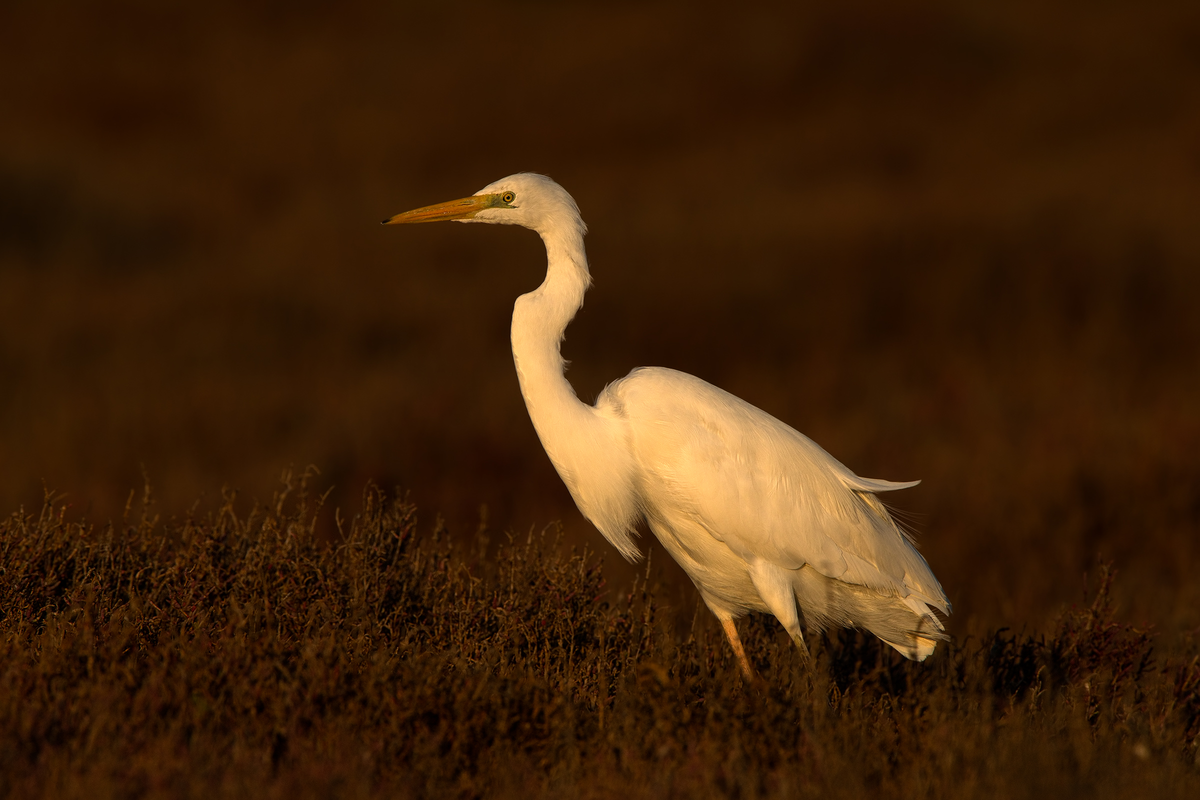 airone bianco al tramonto