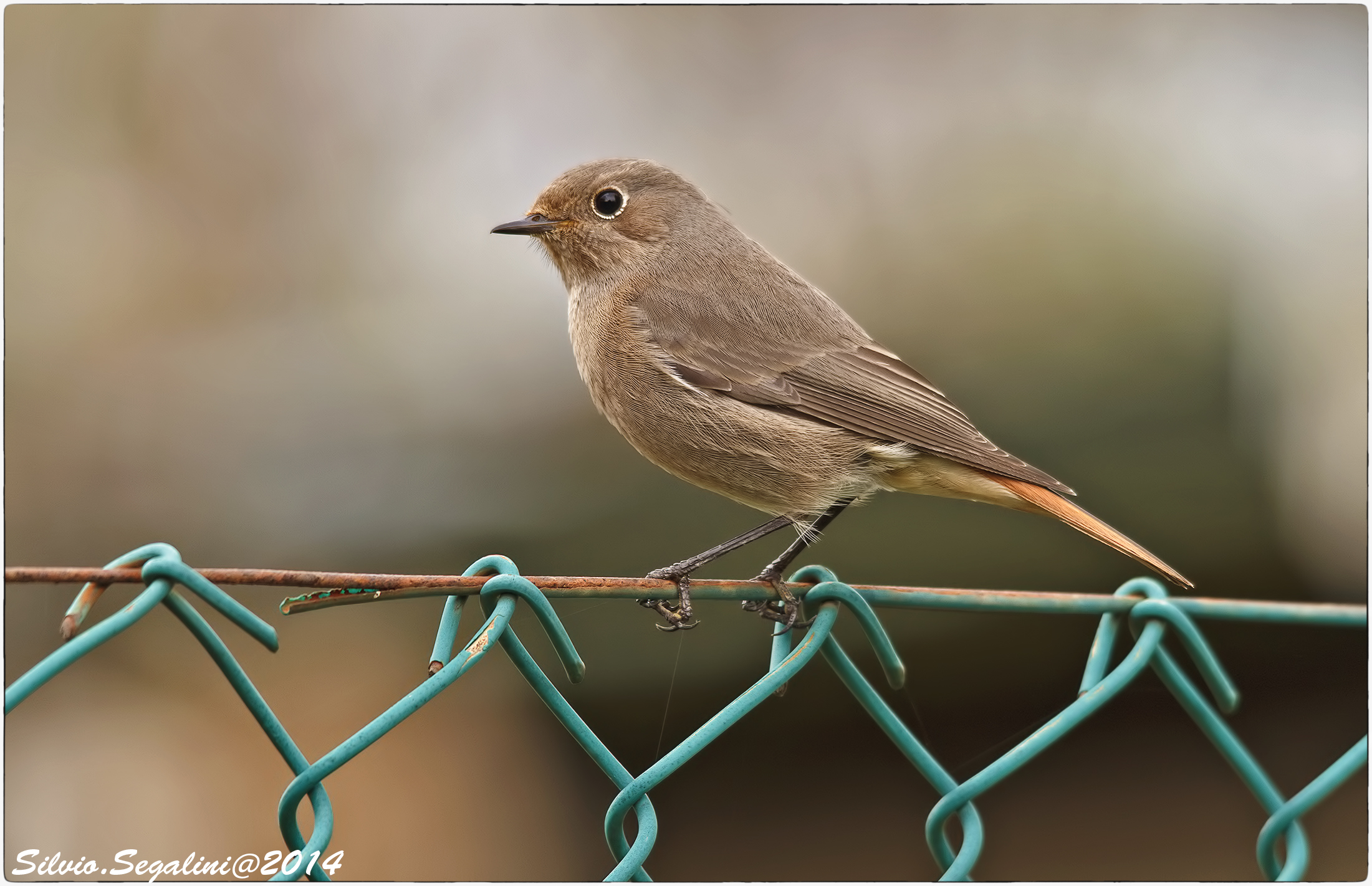 codirosso s ... confidente