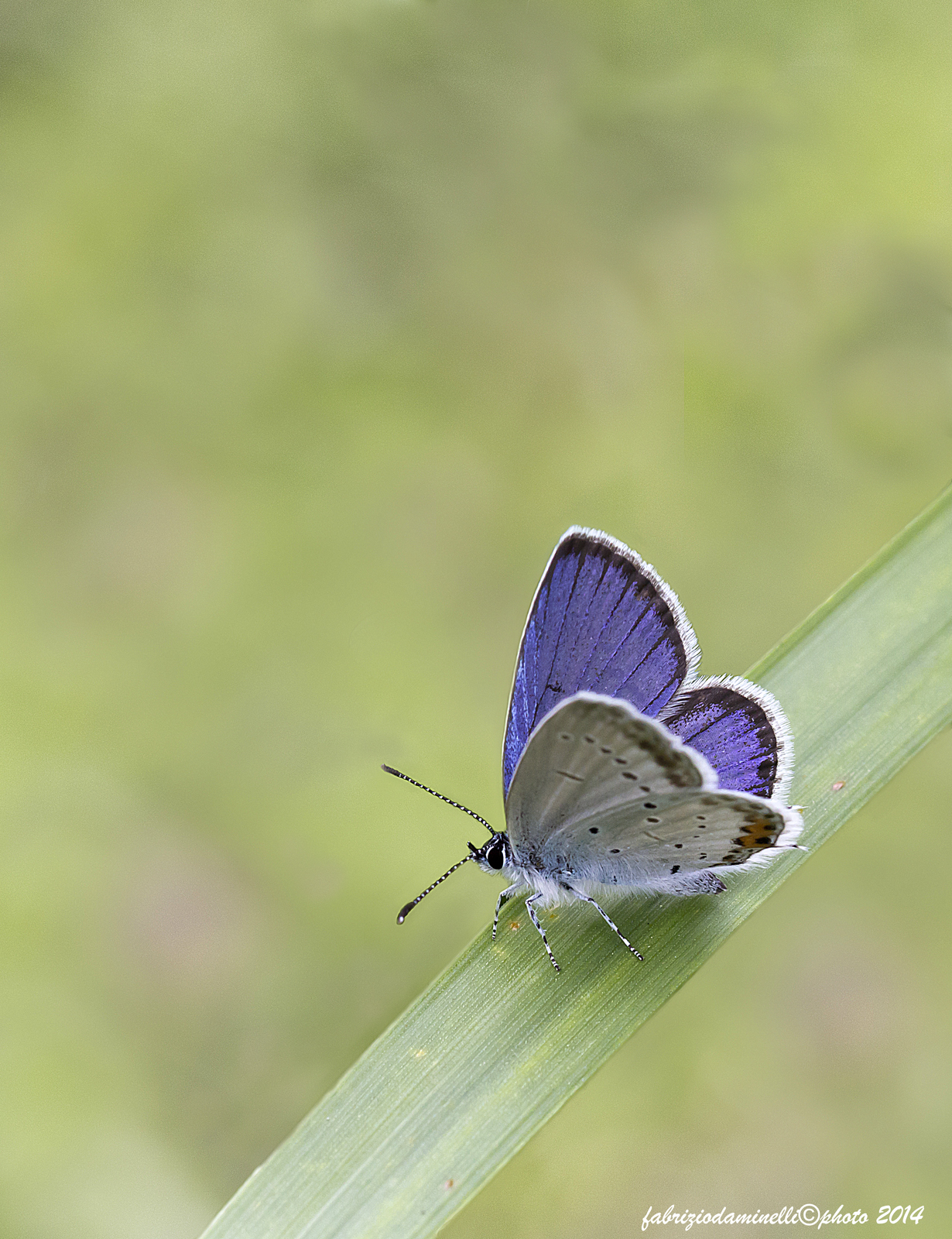Short-tailed Blue - Pallas, 1771