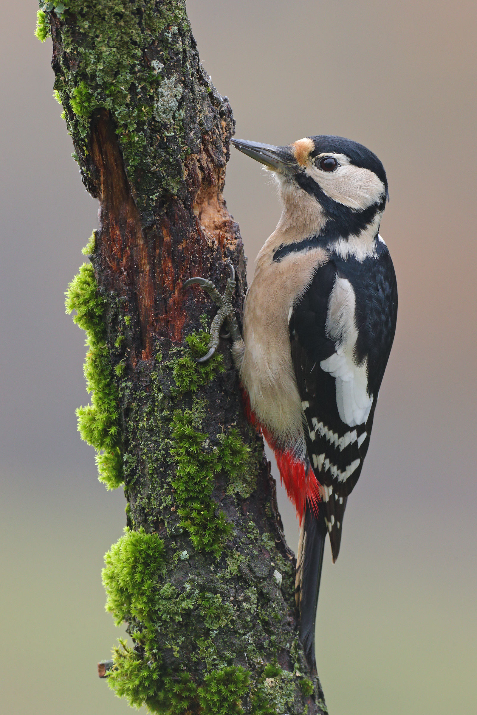 Woodpecker female