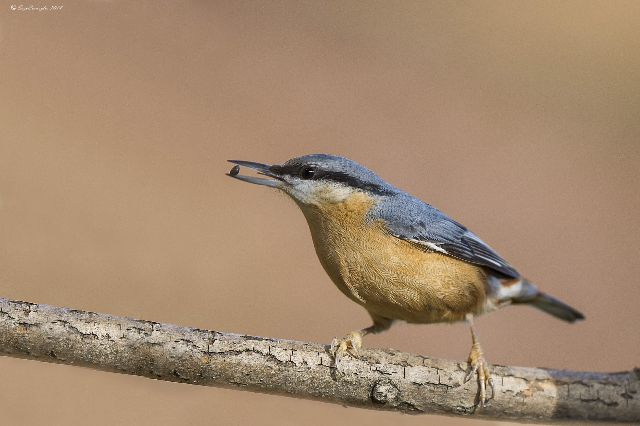 Nuthatch
