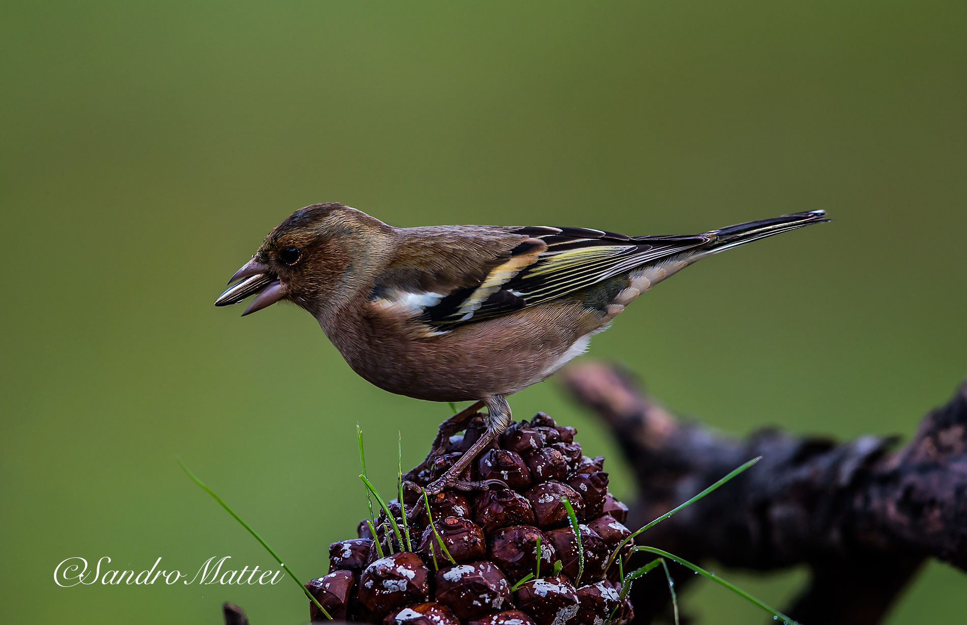 .......fringuello ingordo.......