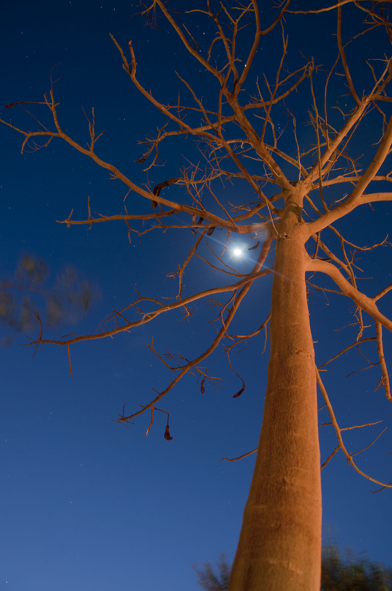 L'albero e la luna