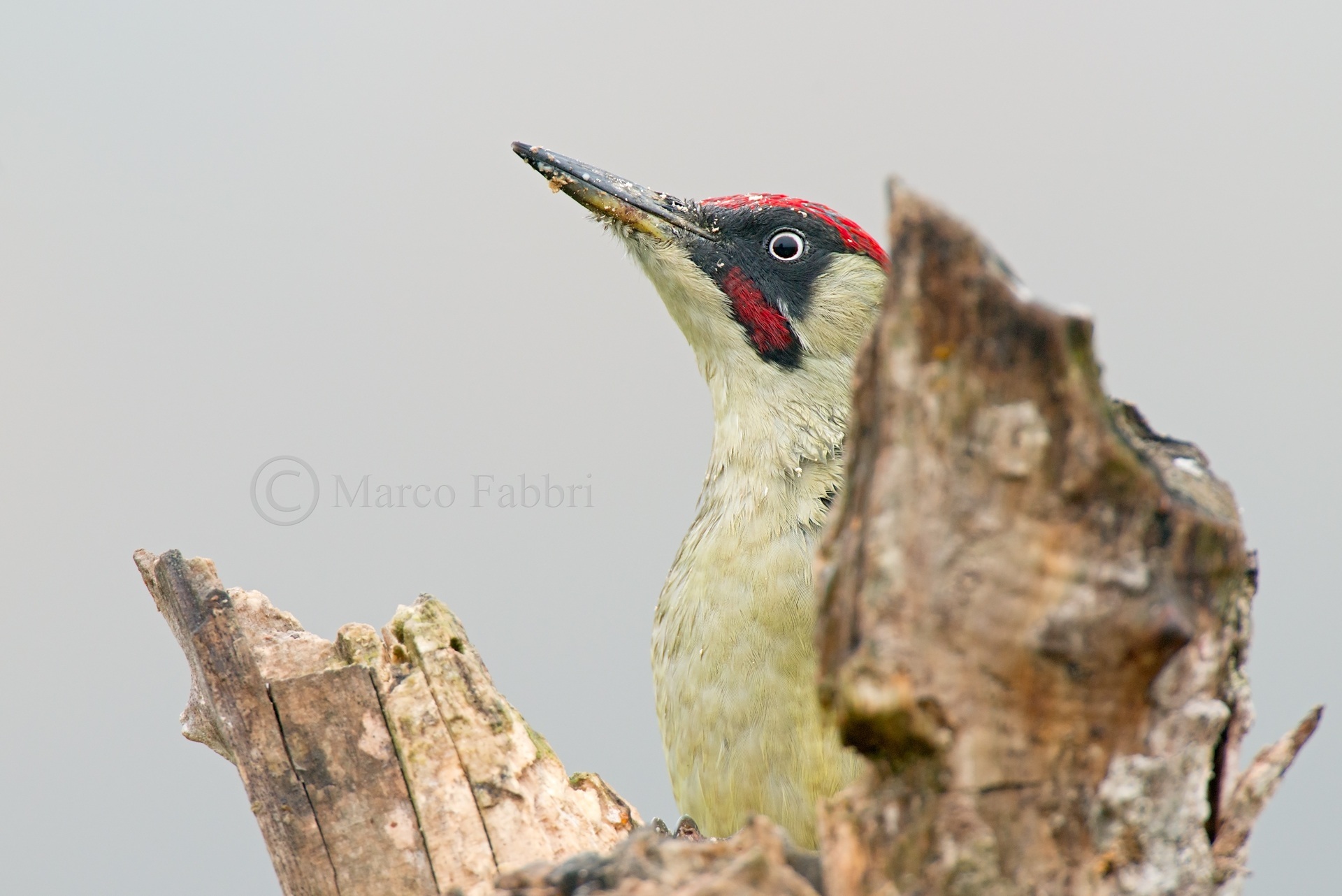 Portrait of Woodpecker