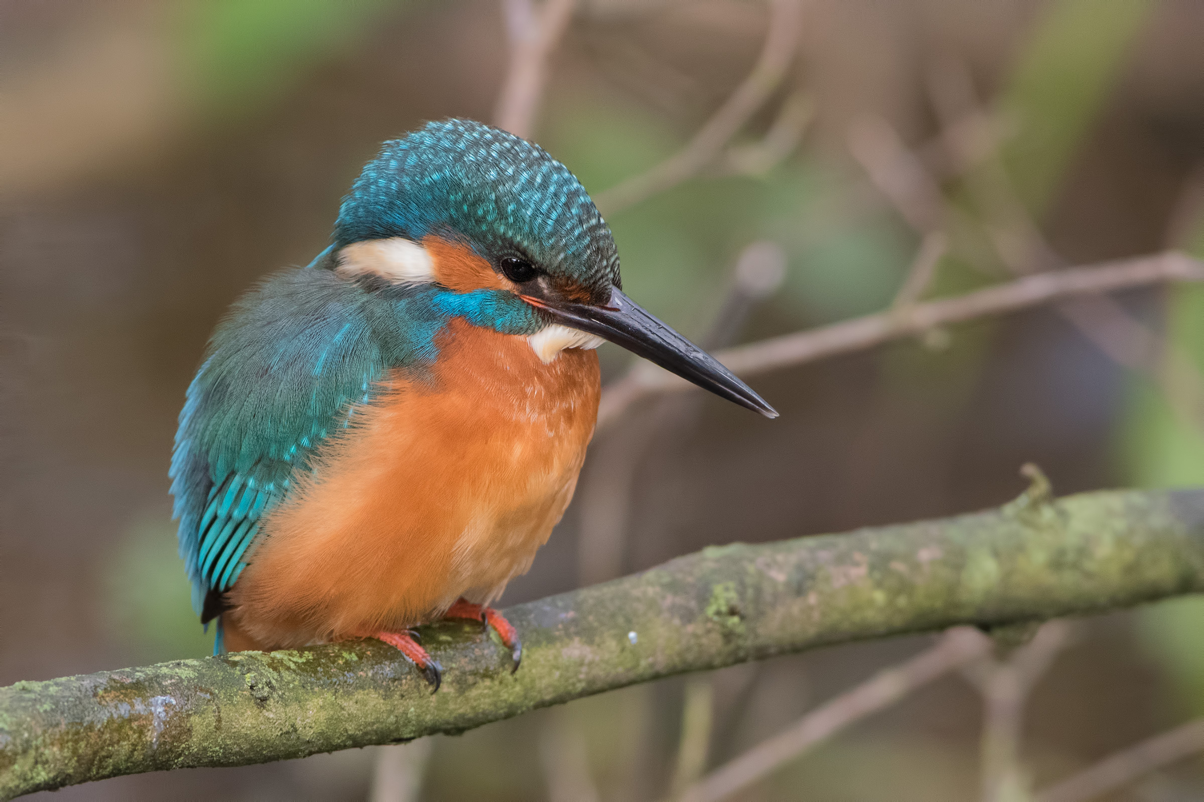 martino a 6400iso (prova d750)