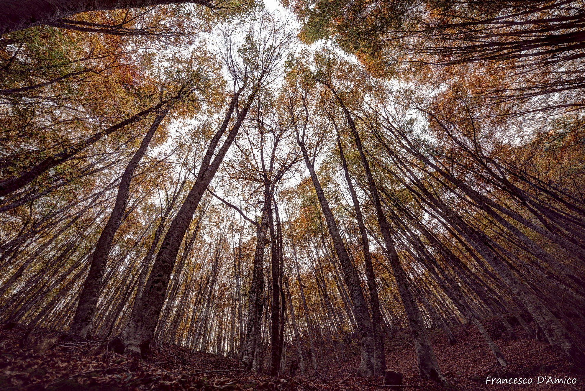Autunno verso il cielo