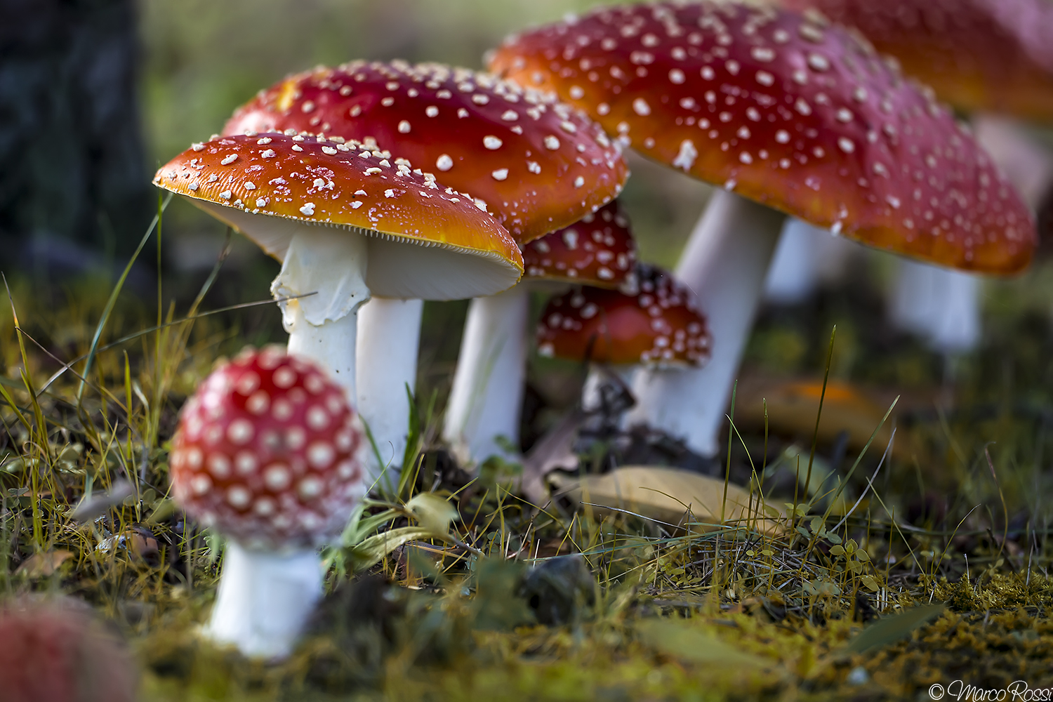 Dangerously beautiful