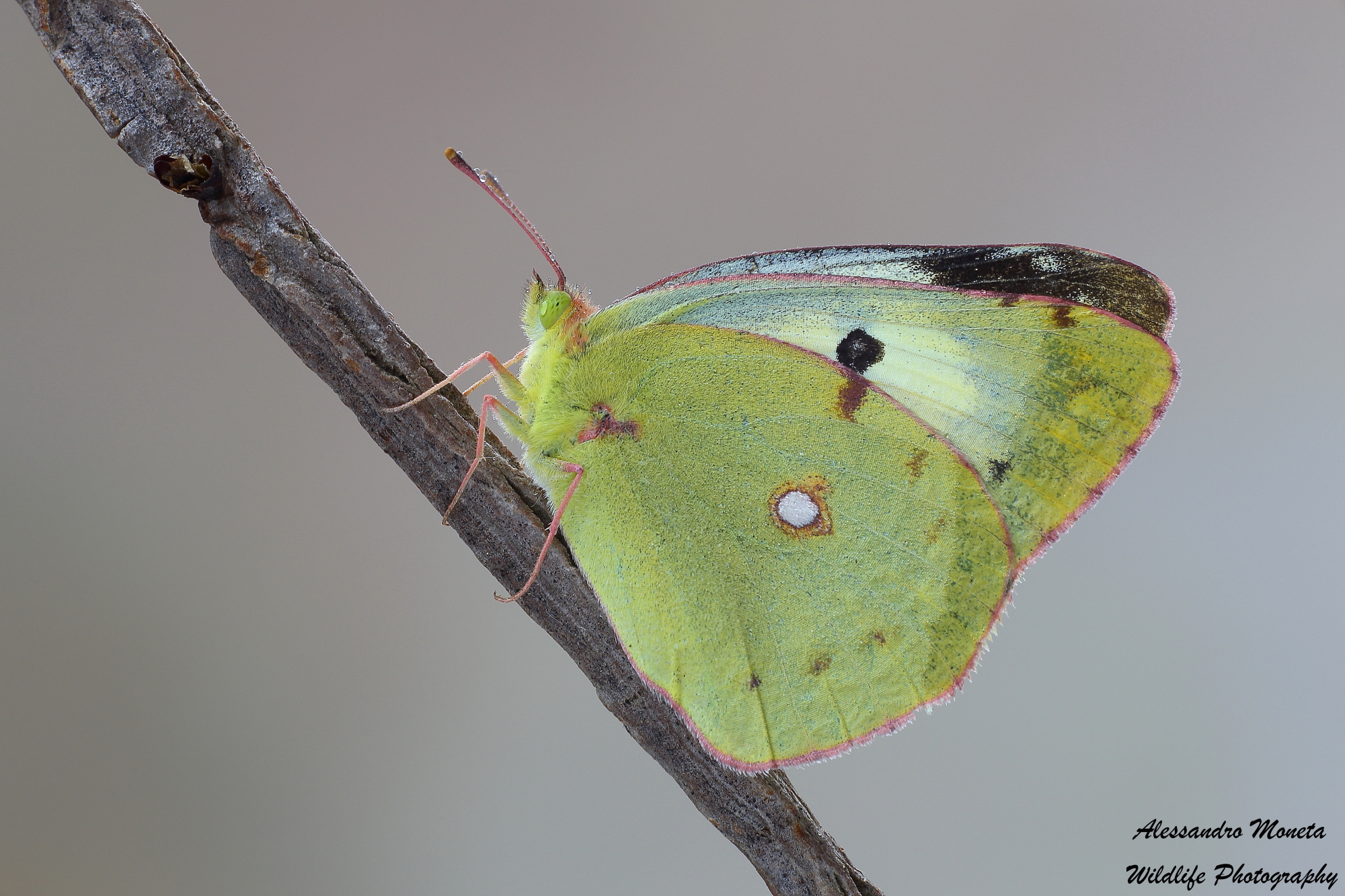 Colias