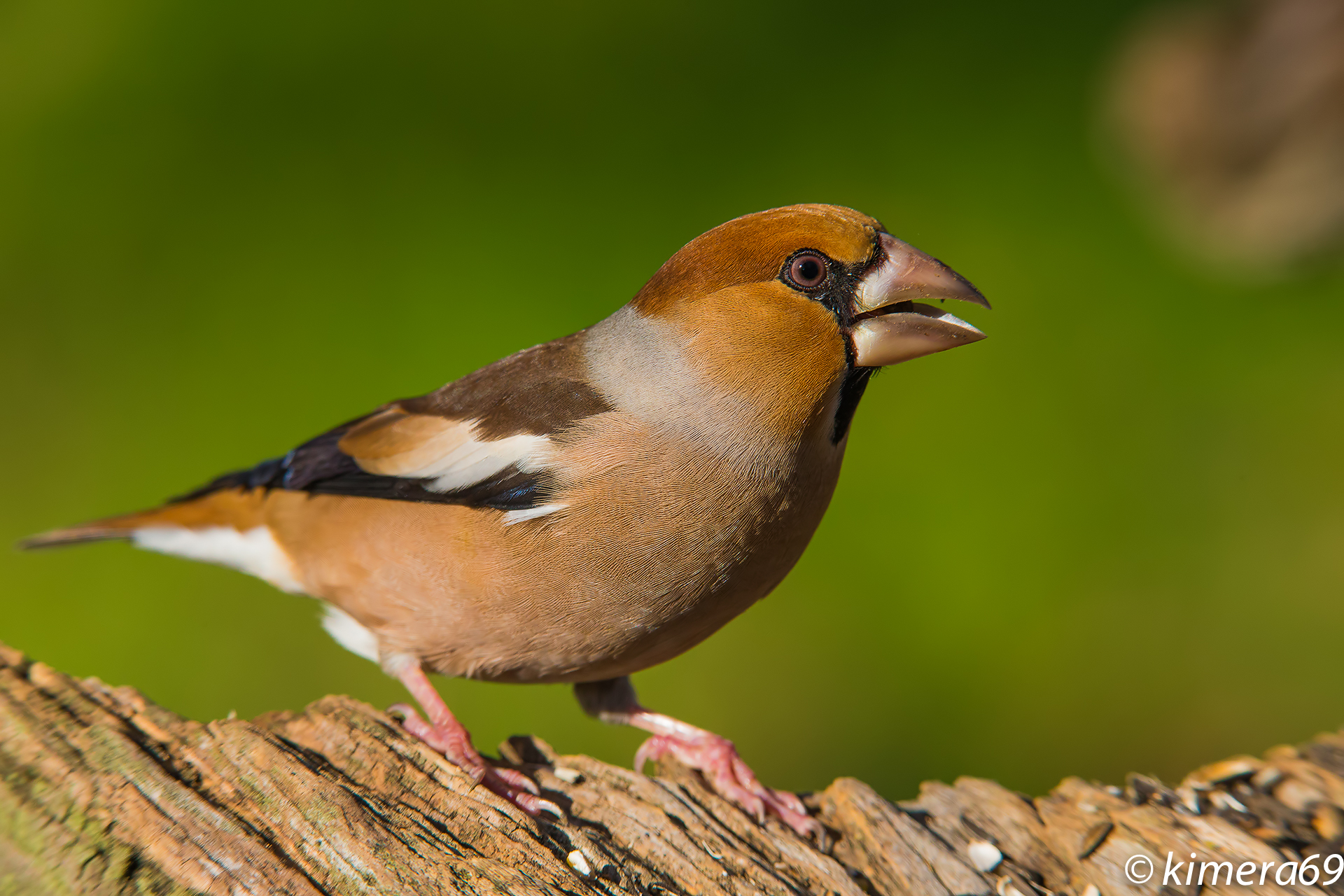 Hawfinch