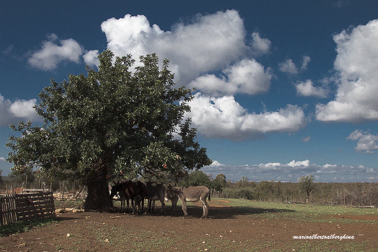 Asinelli in libertà