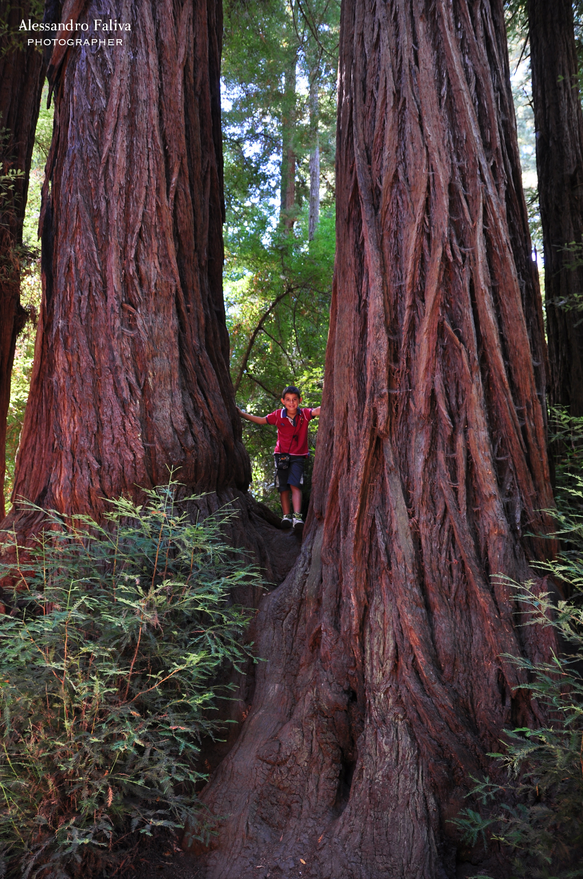 Henry Cowel Redwoods State Park, California