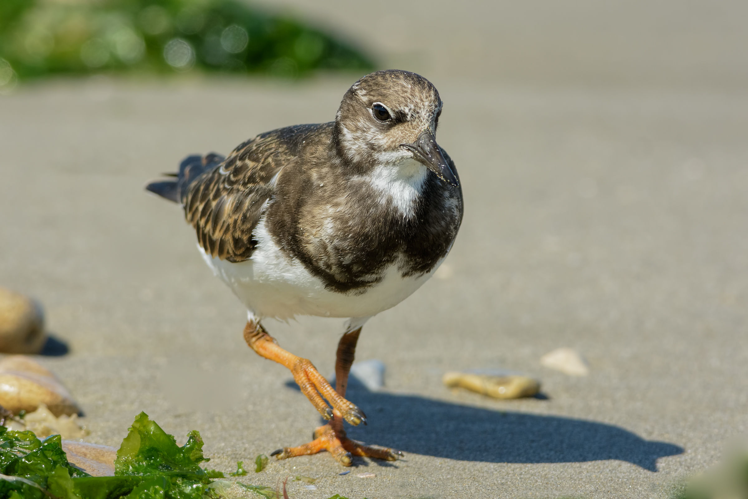 Turnstone (Arenaria interpres)