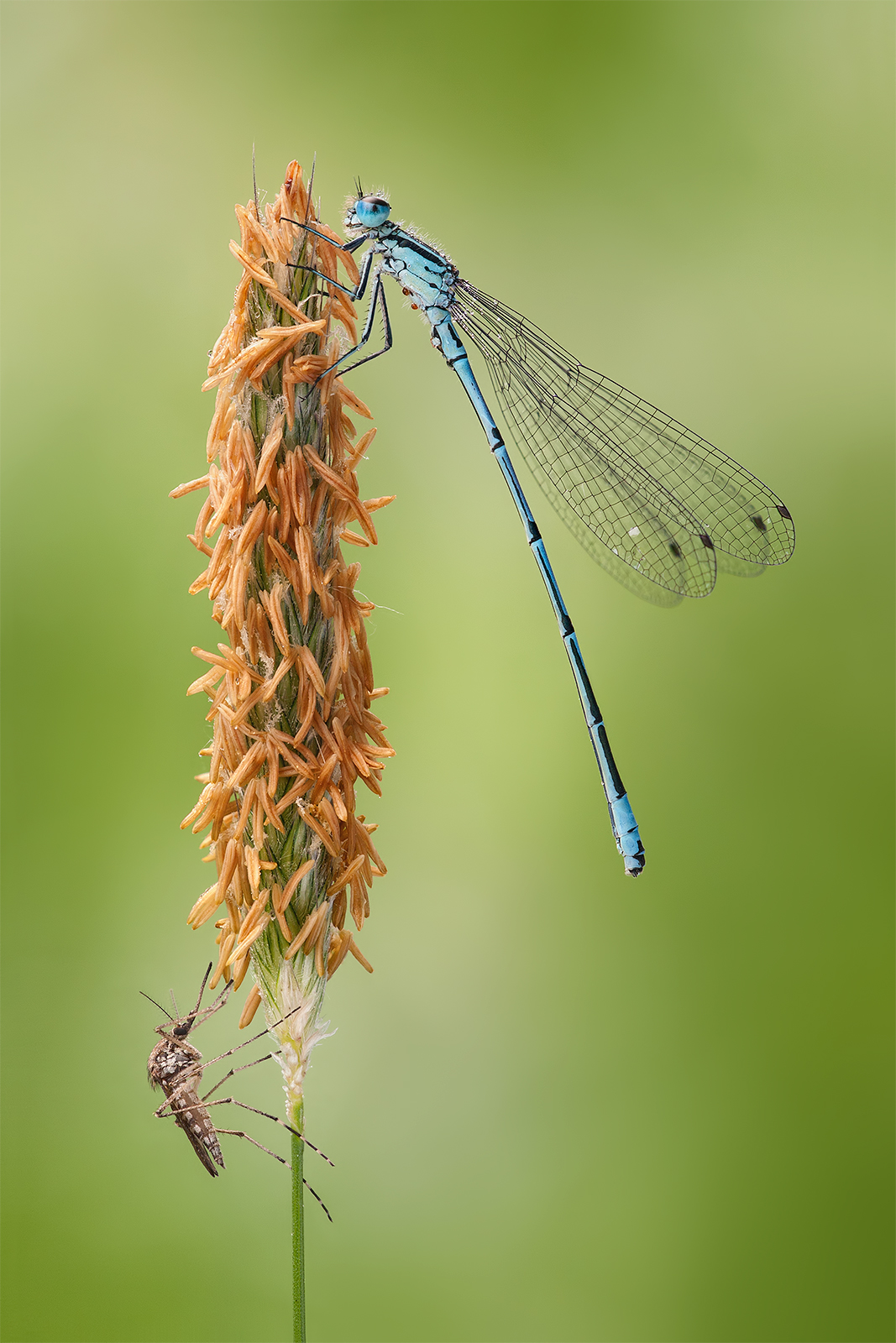 Beauty and the Beast