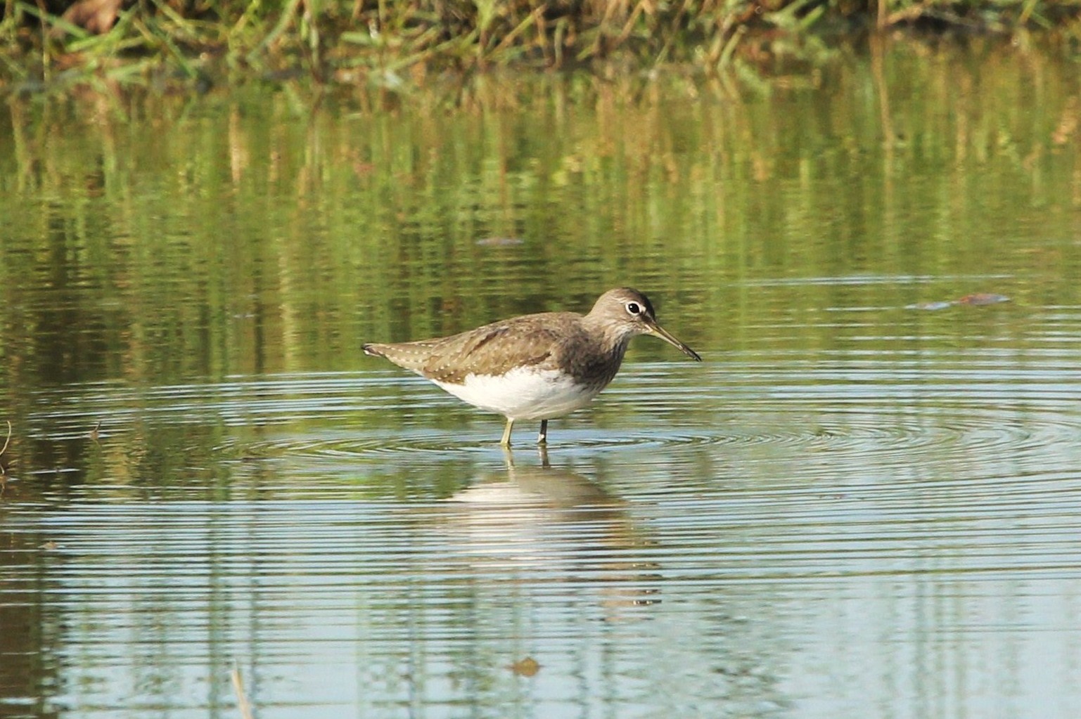 sandpiper wheatear
