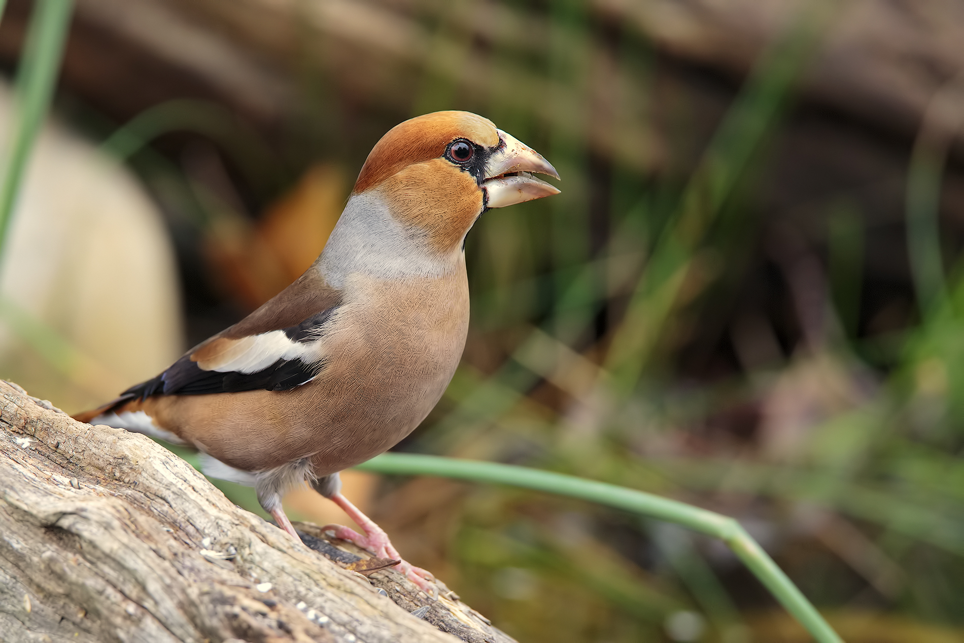 Hawfinch