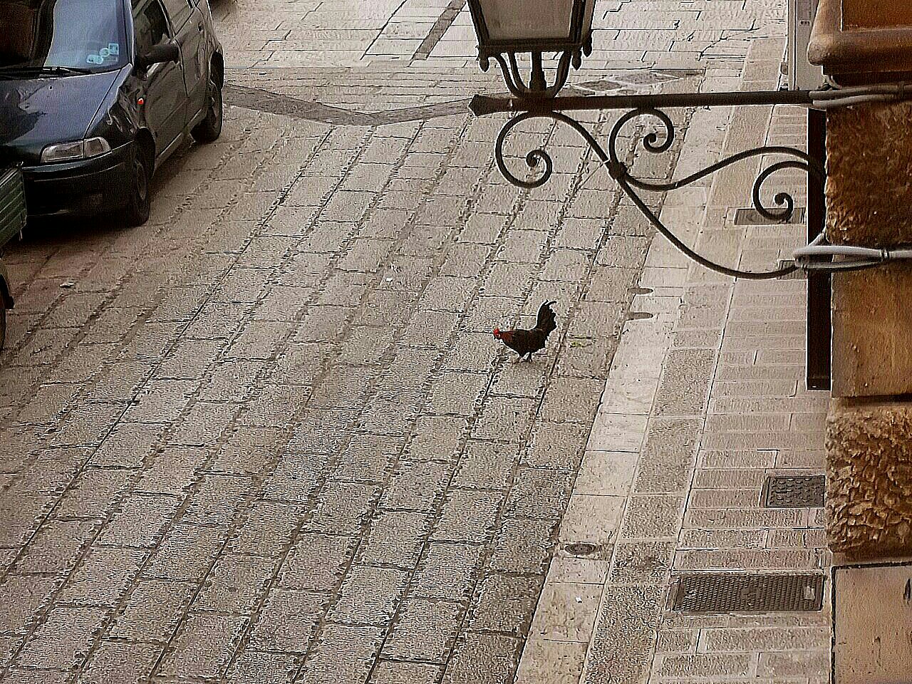 Photo curious: a rooster street