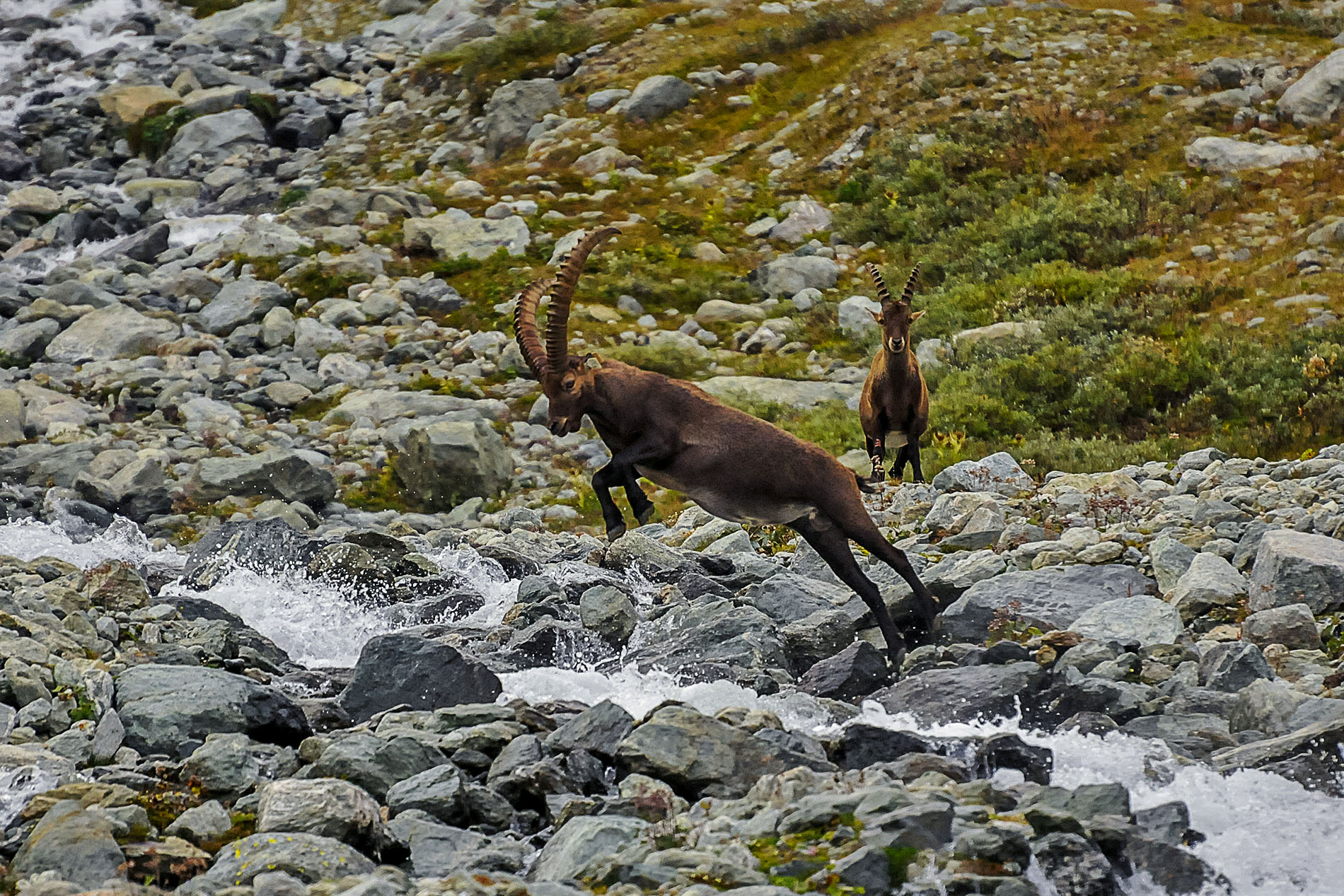 Stambecco -il salto-