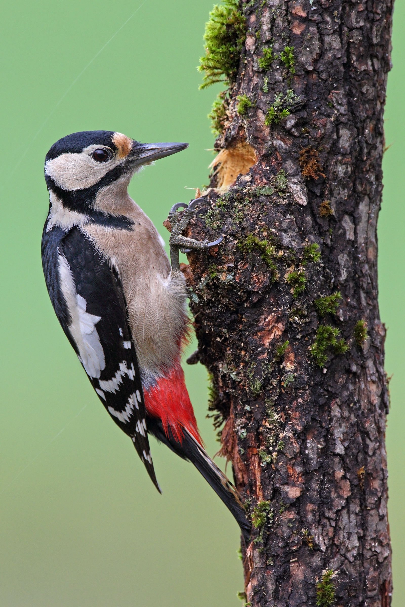 Woodpecker female