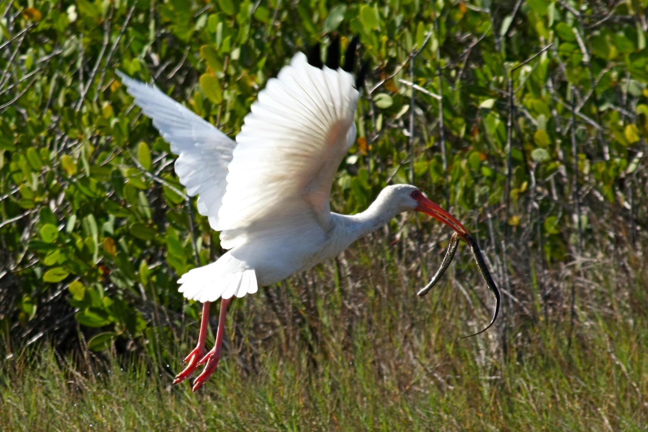 Merritt Island - Cape Canaveral - FL