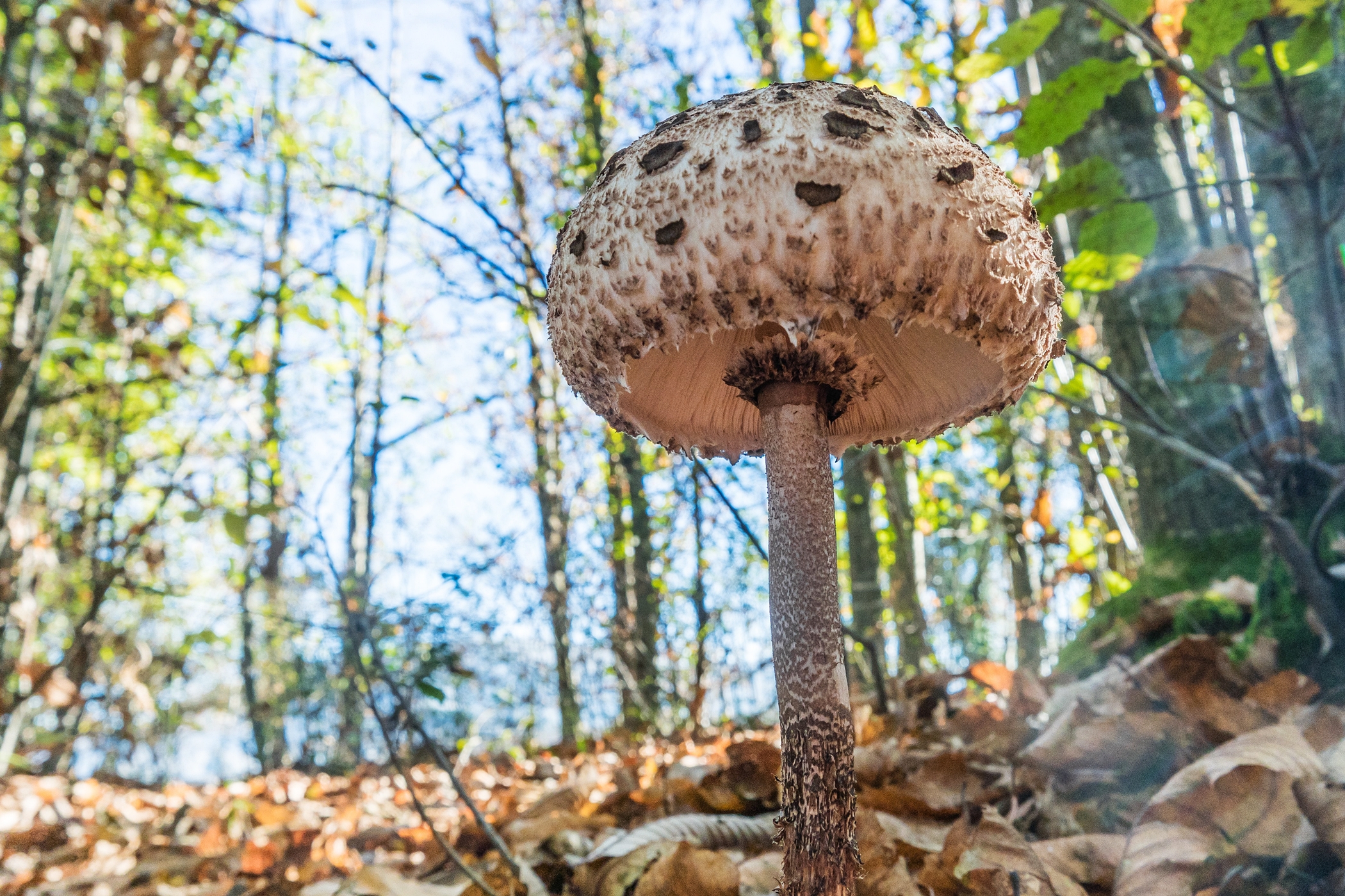 Parasol mushroom var. fuliginosa