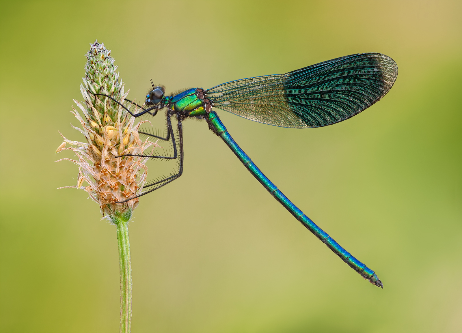 Banded Demoiselle