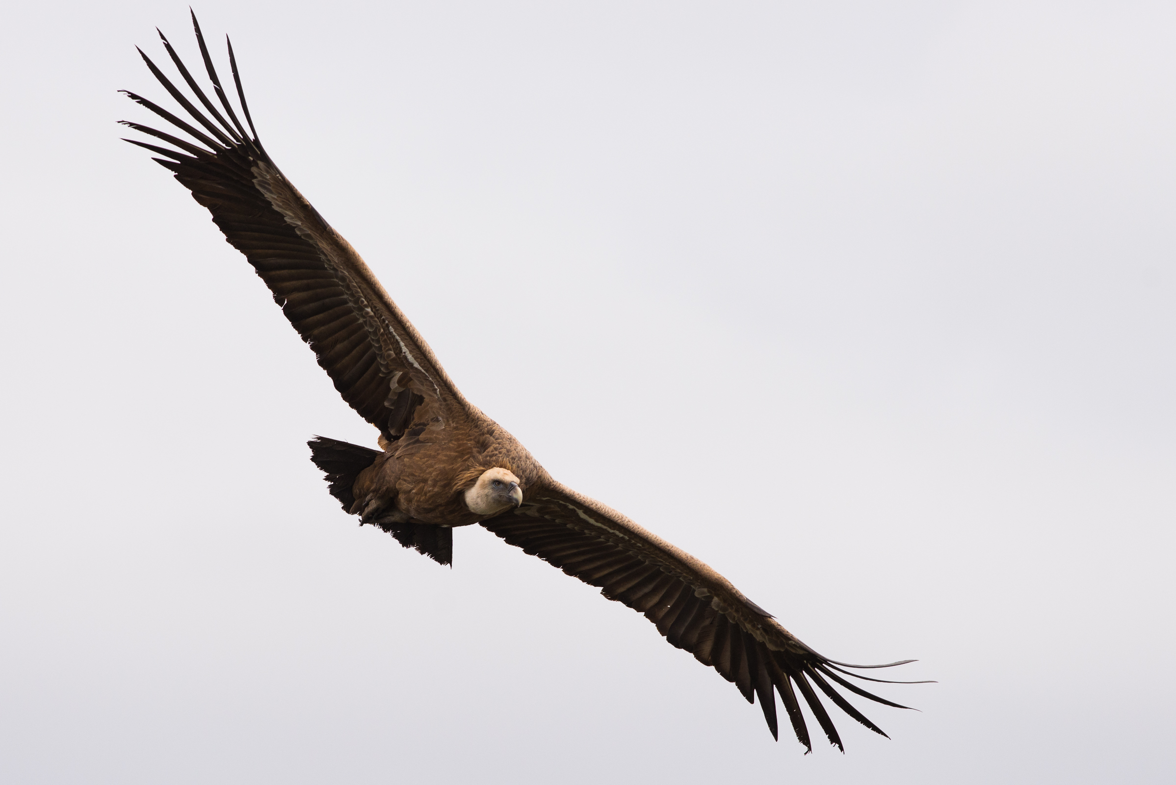Griffon vulture