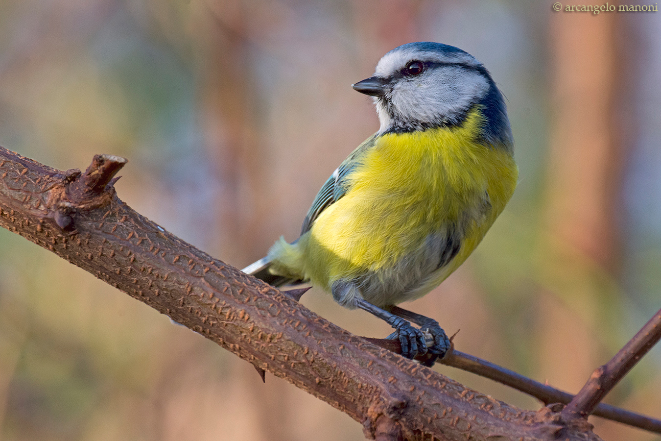 Un acquarello sulla cinciarella