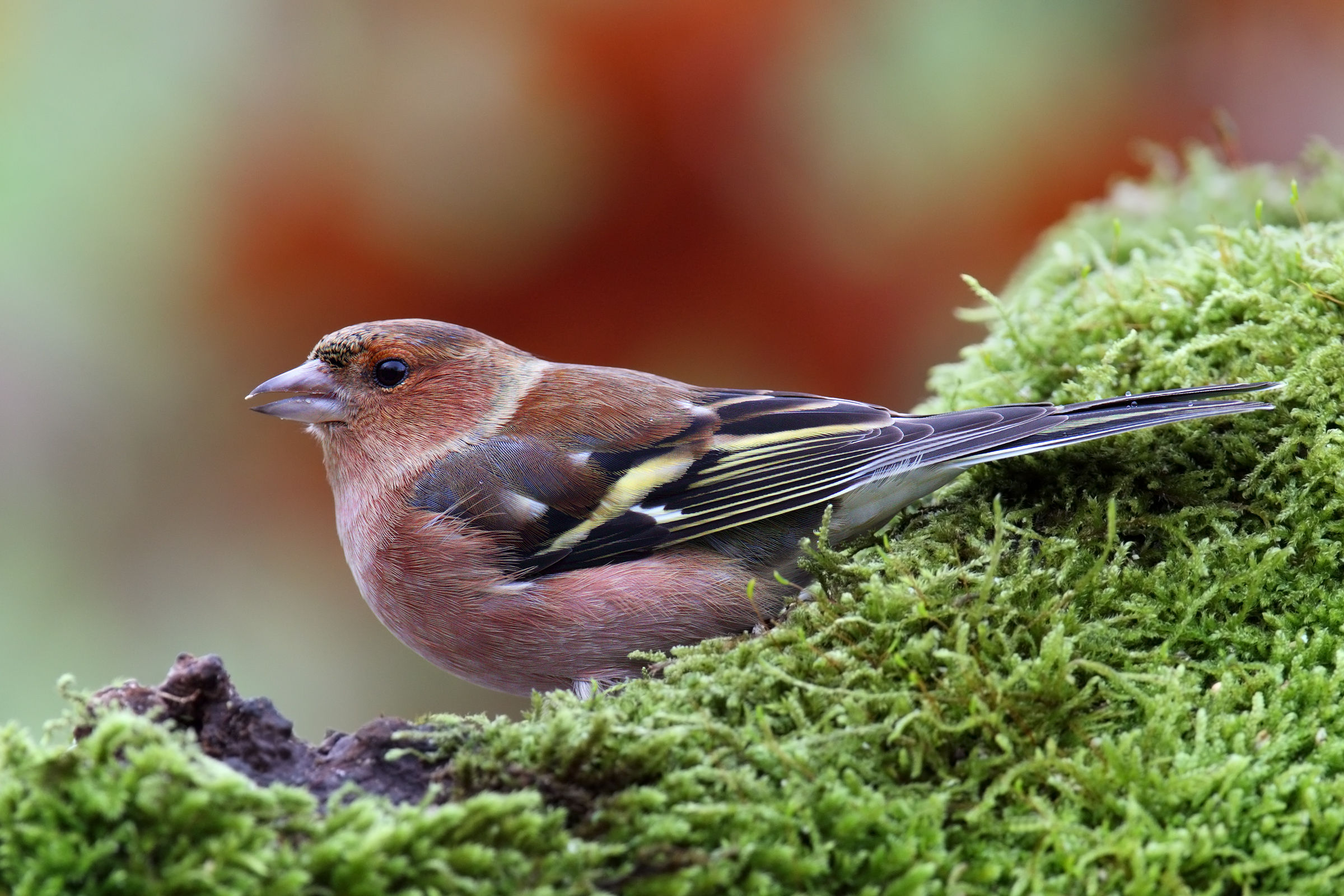Chaffinch male